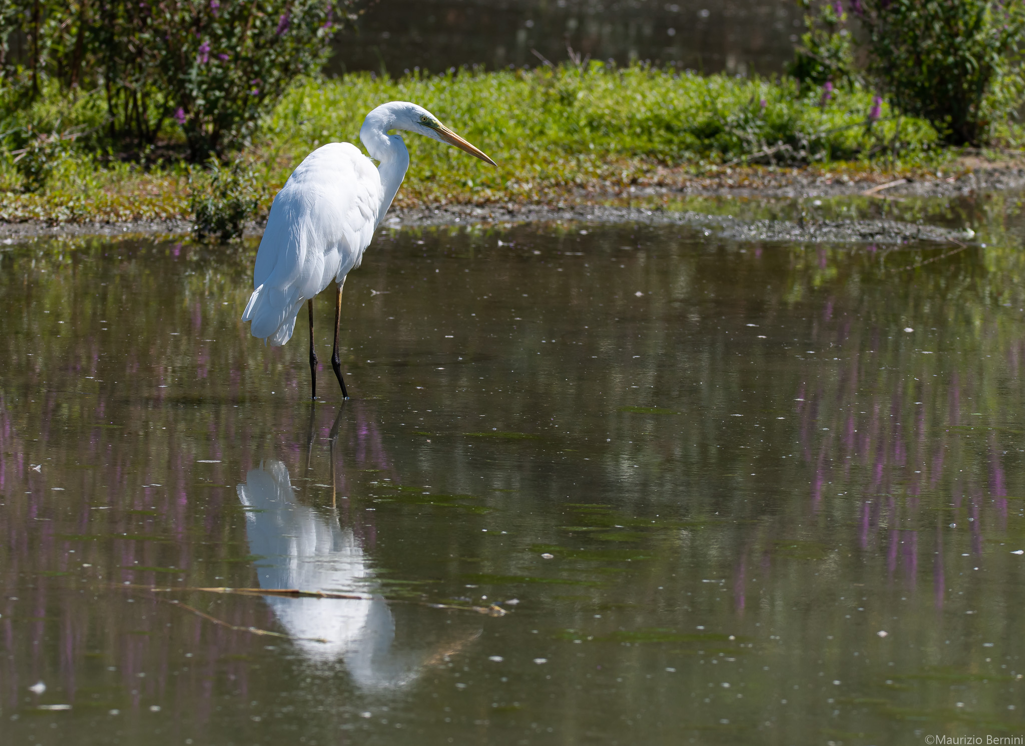 Great White Heron