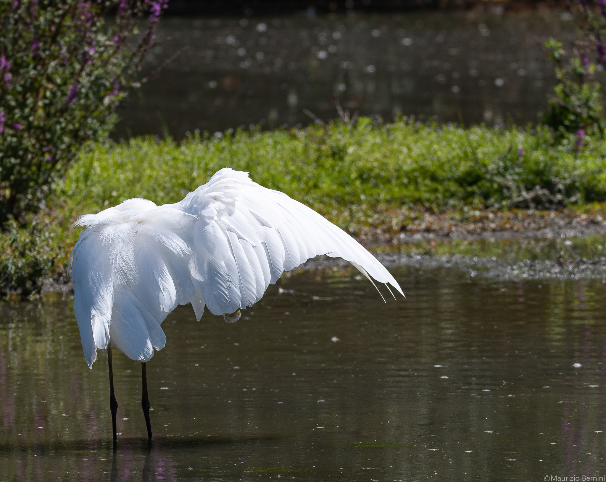 Great White Heron