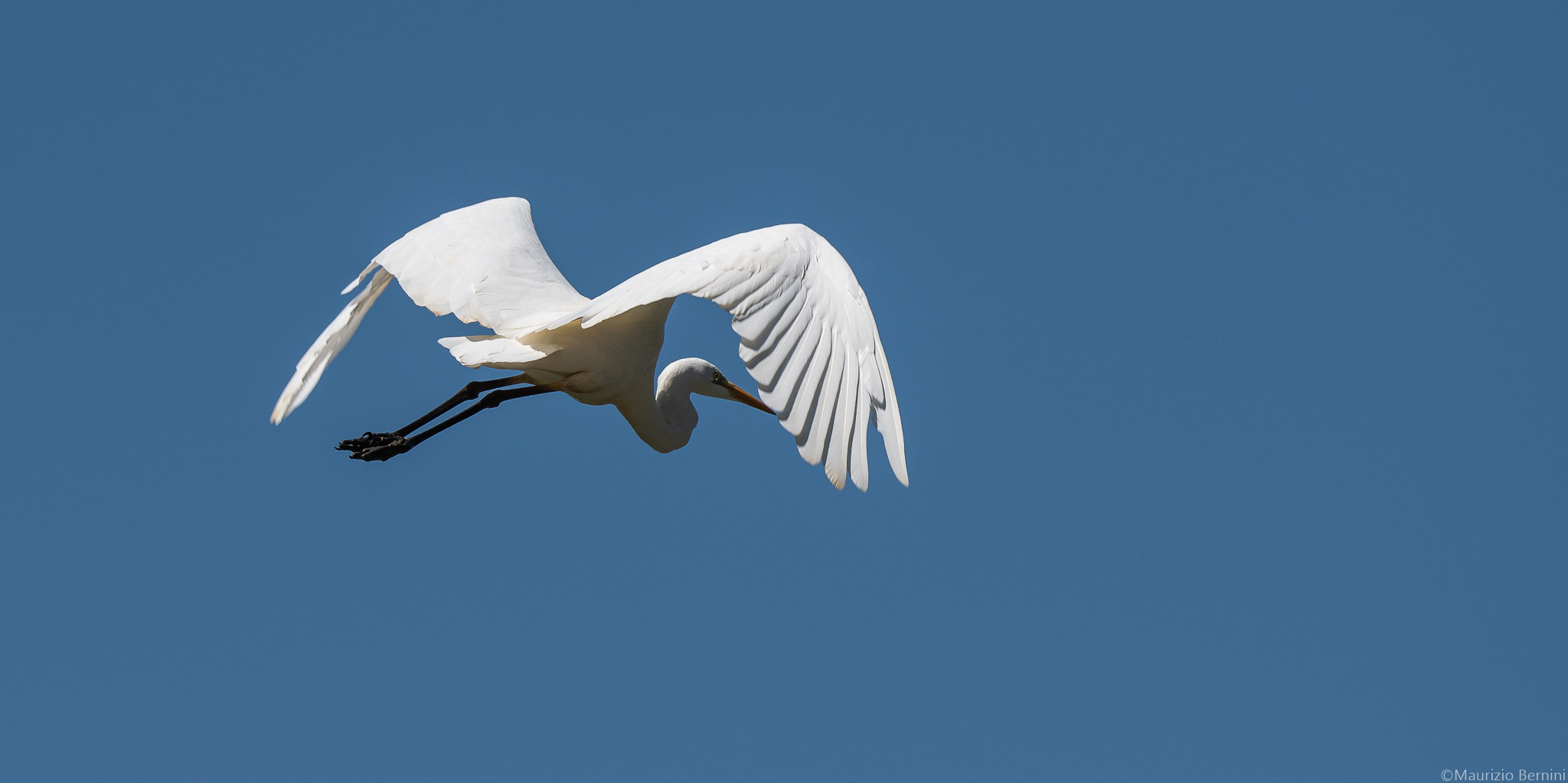 Great White Heron