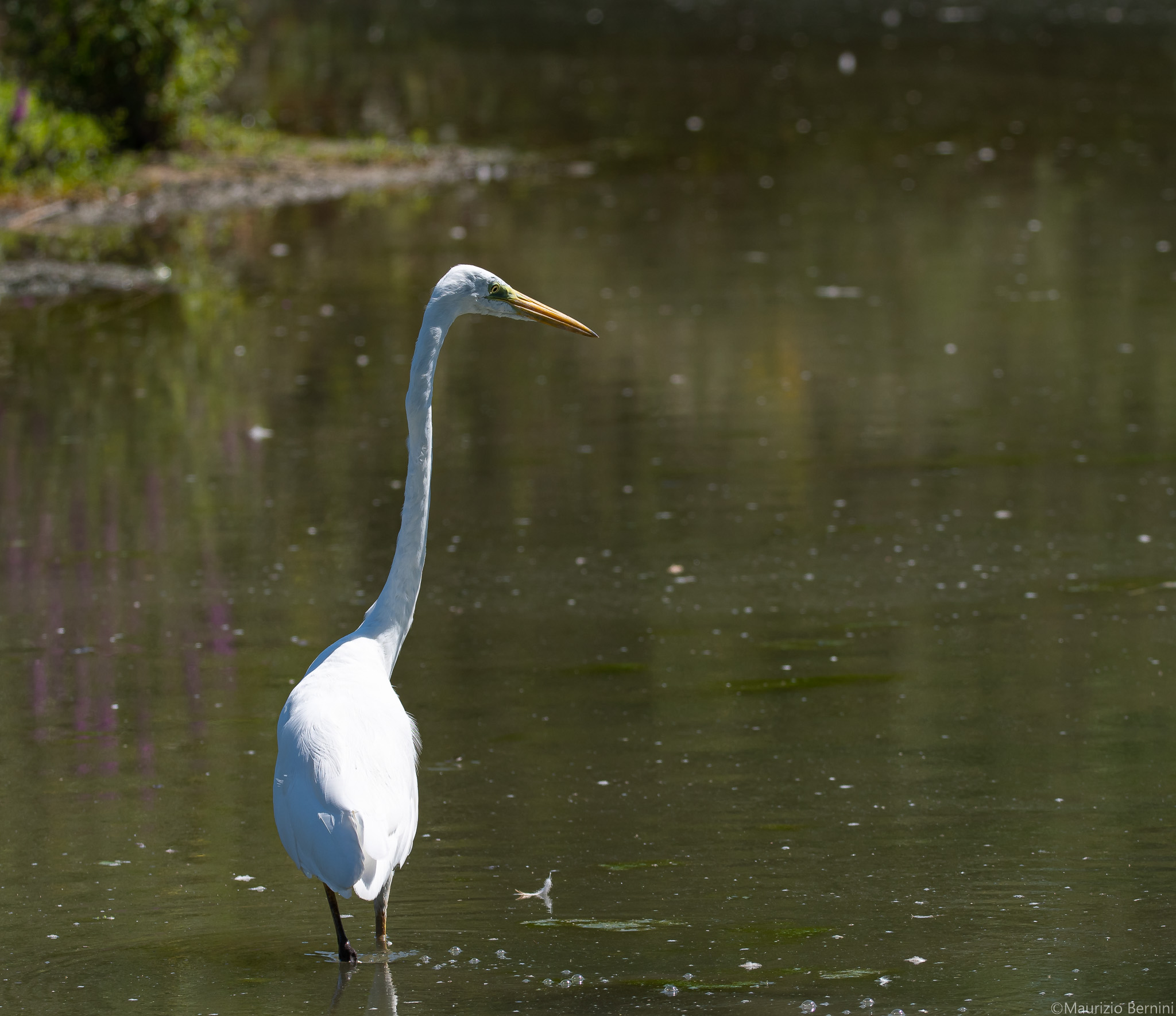 Great White Heron