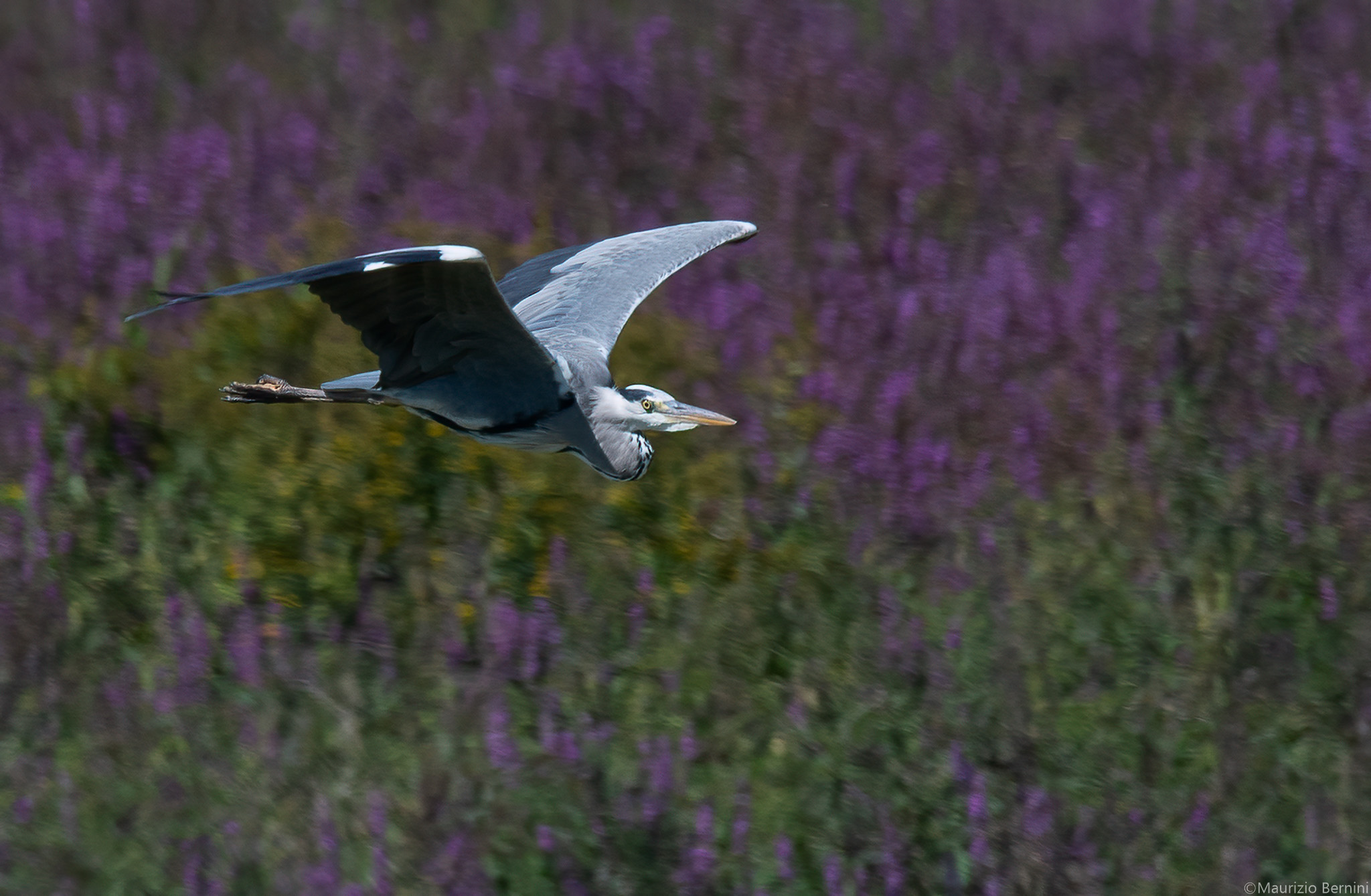 Grey heron