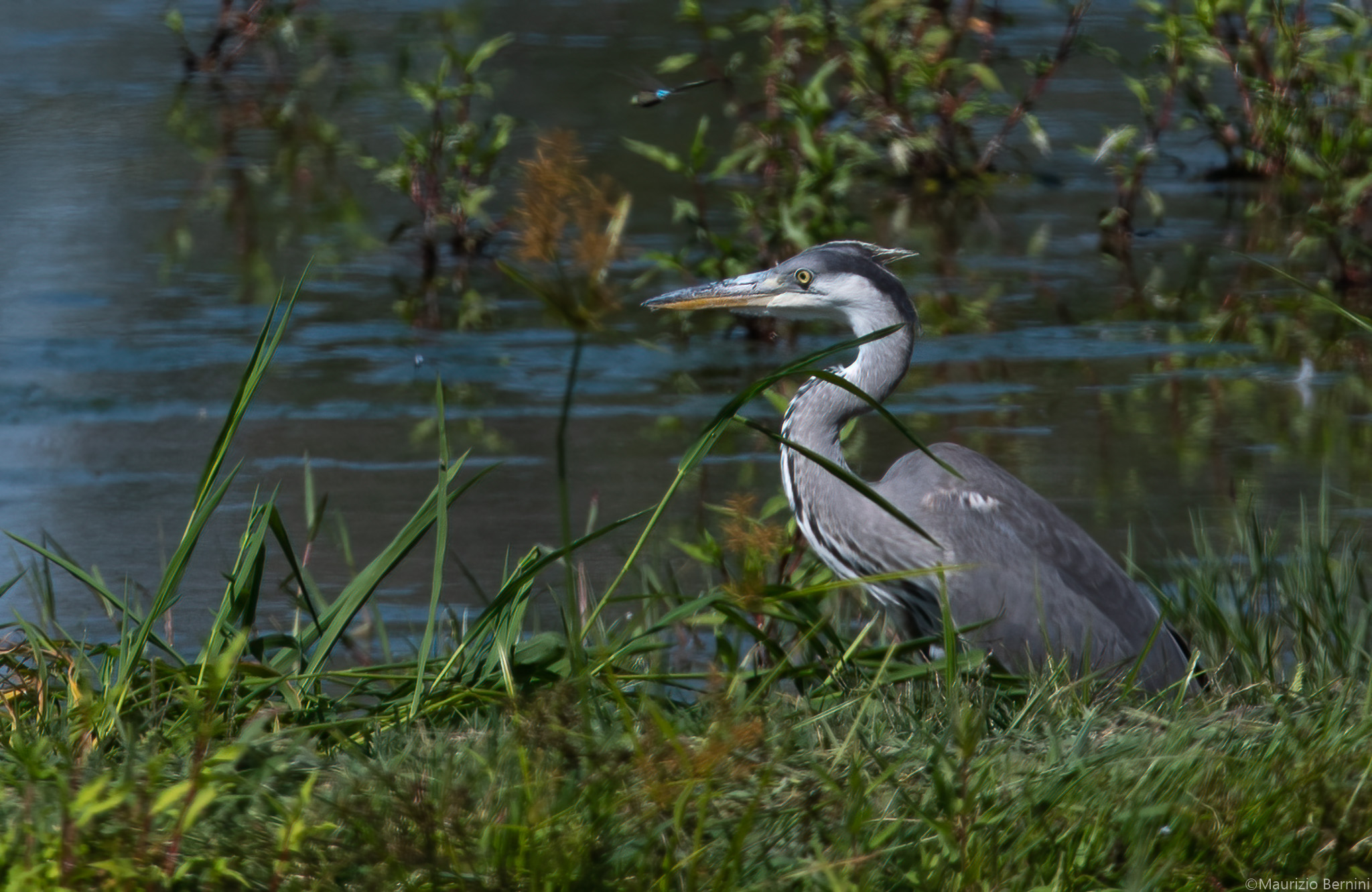 Grey heron