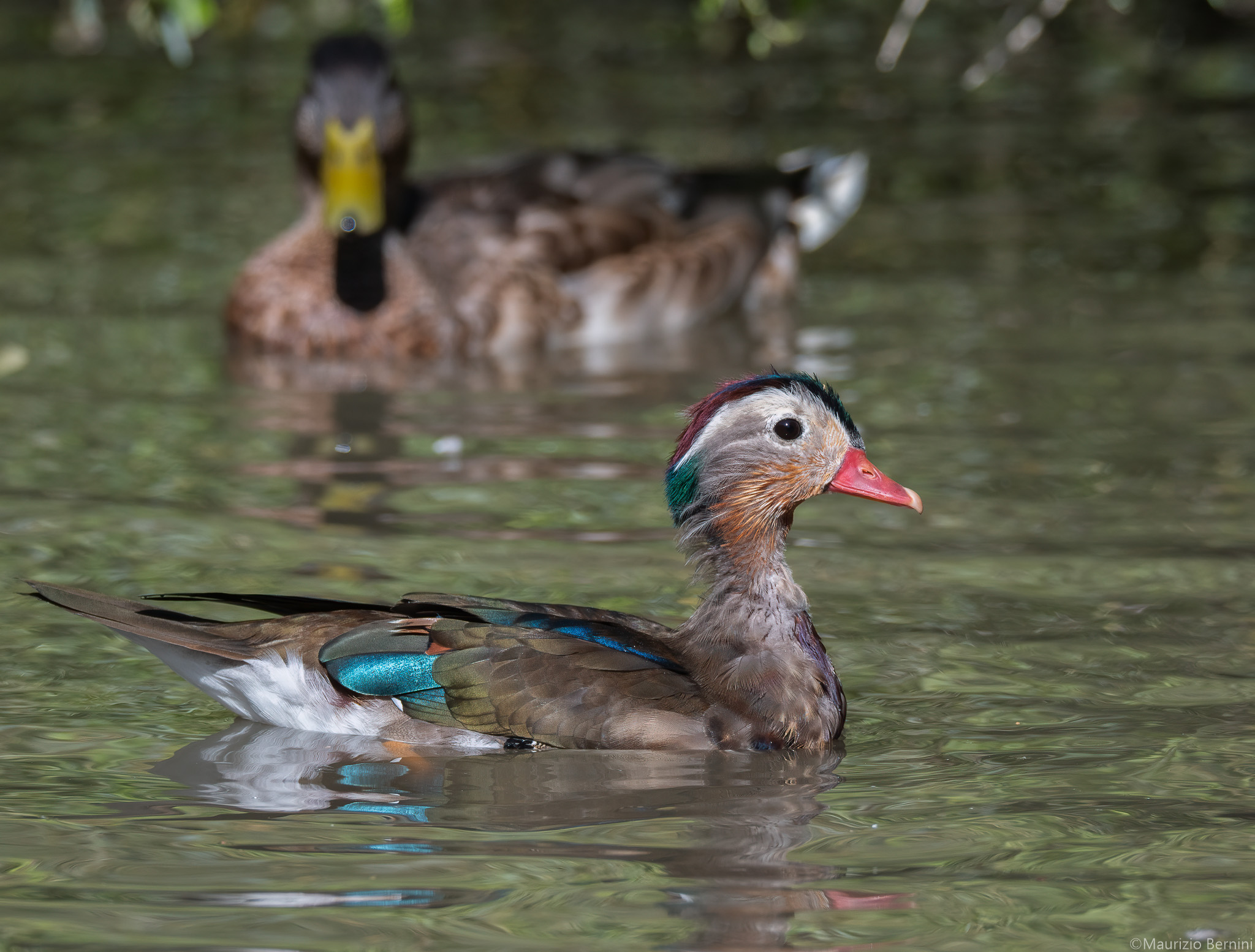 Mandarin duck