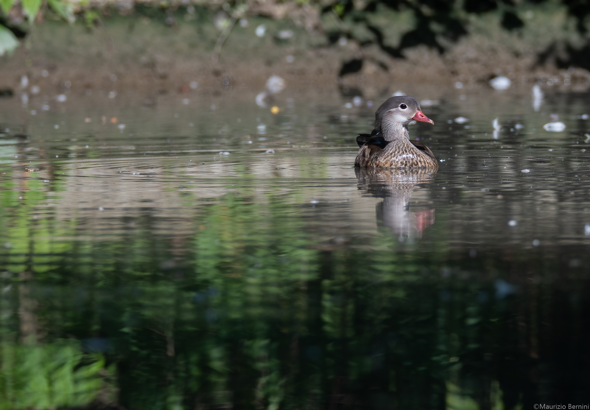 Mandarin duck