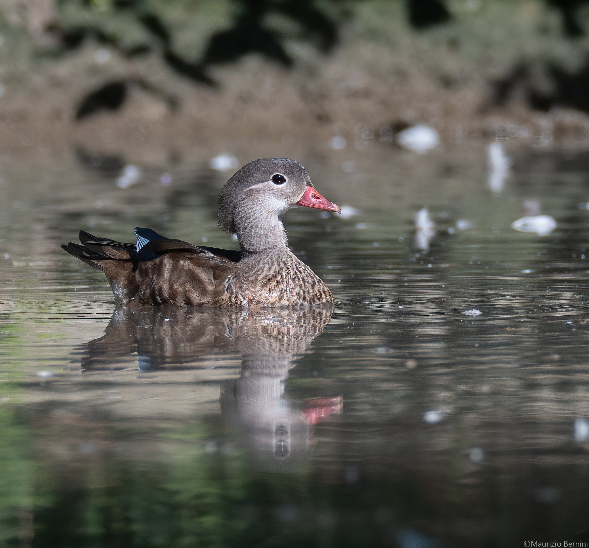 Mandarin duck
