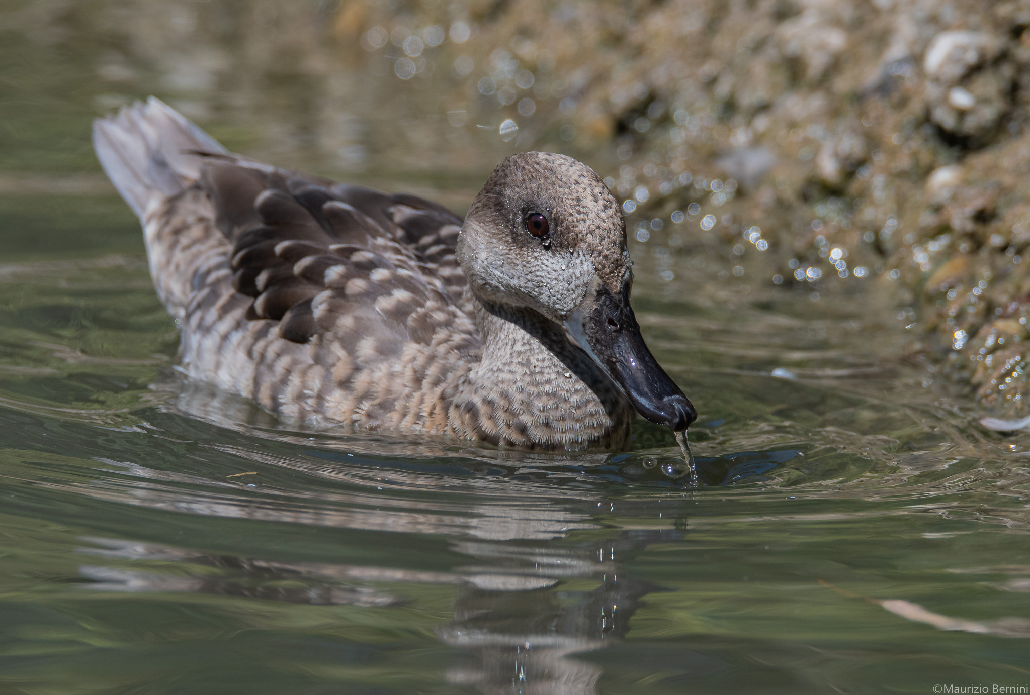 Marbled Duck
