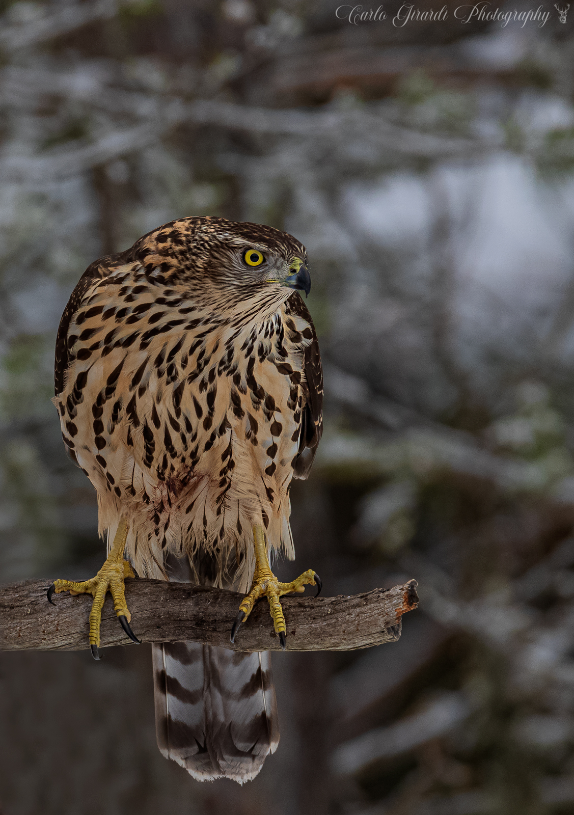 Goshawk