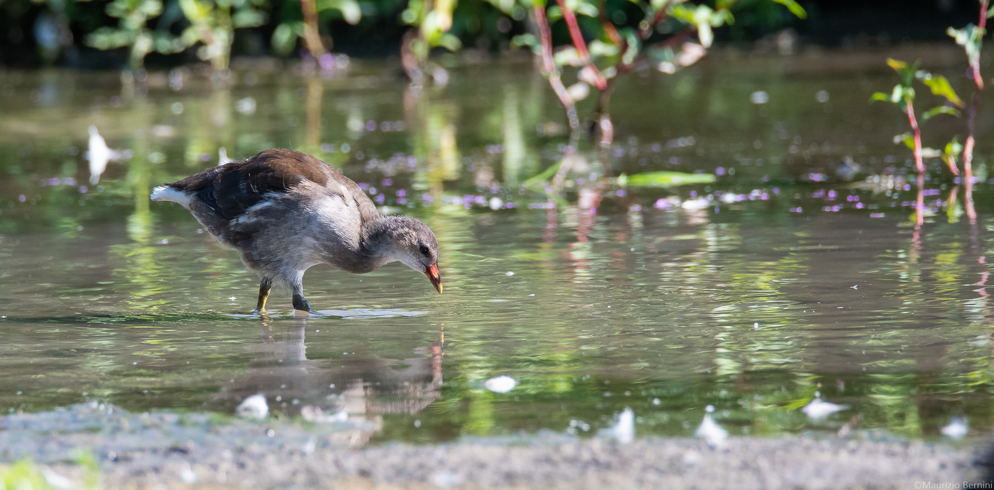 Moorhen
