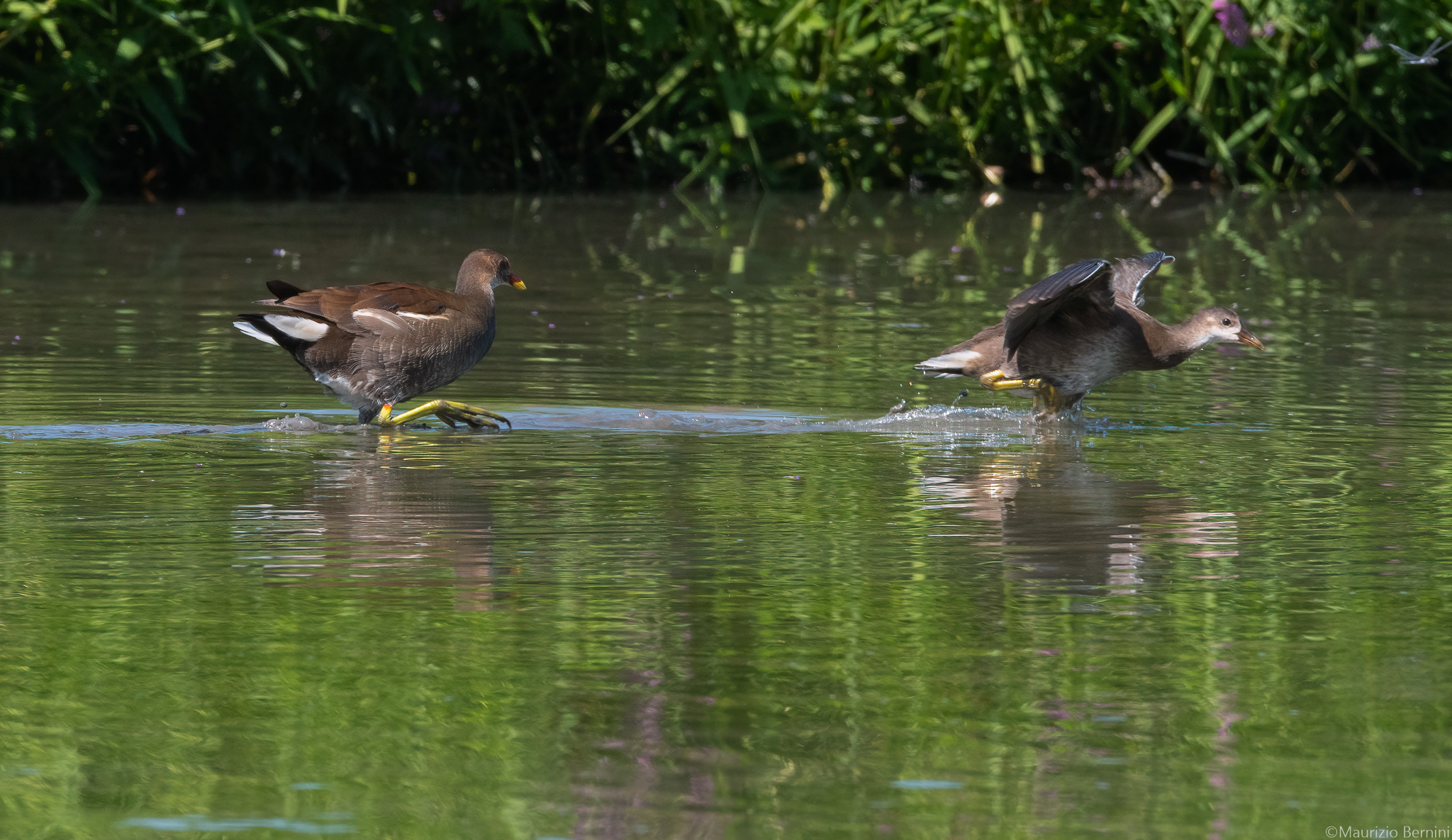 Moorhen