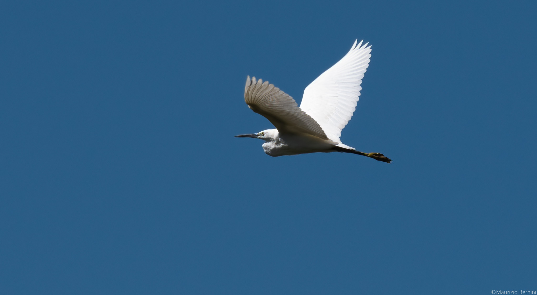 Egret