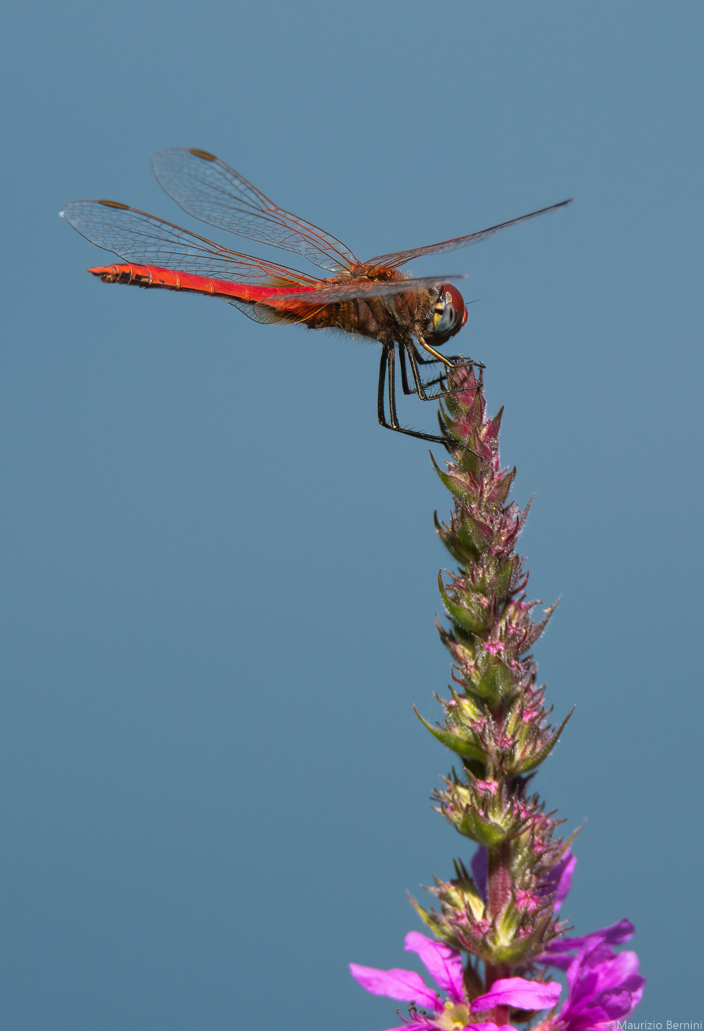 Dragonflies