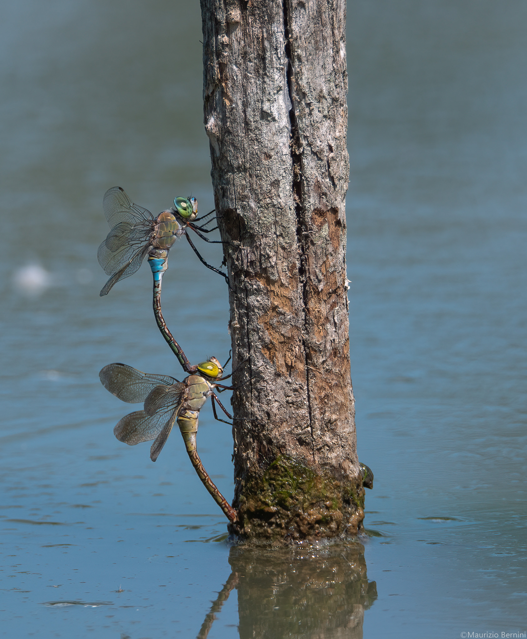 Dragonflies