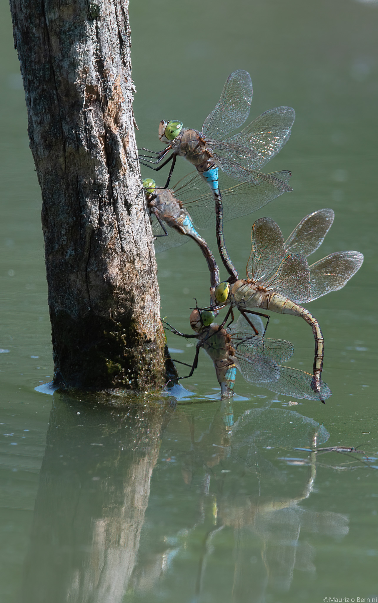 Dragonflies