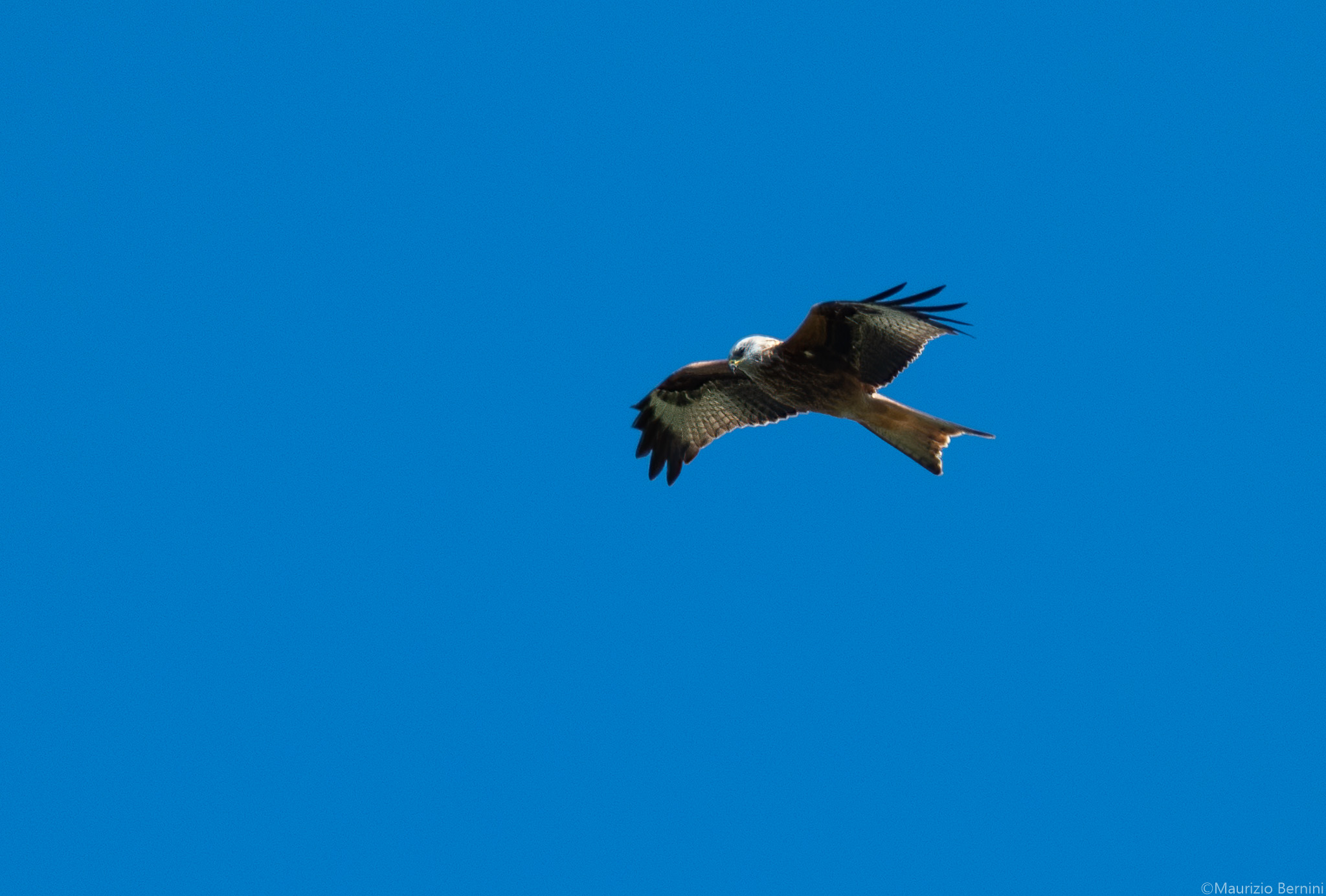 Red kite