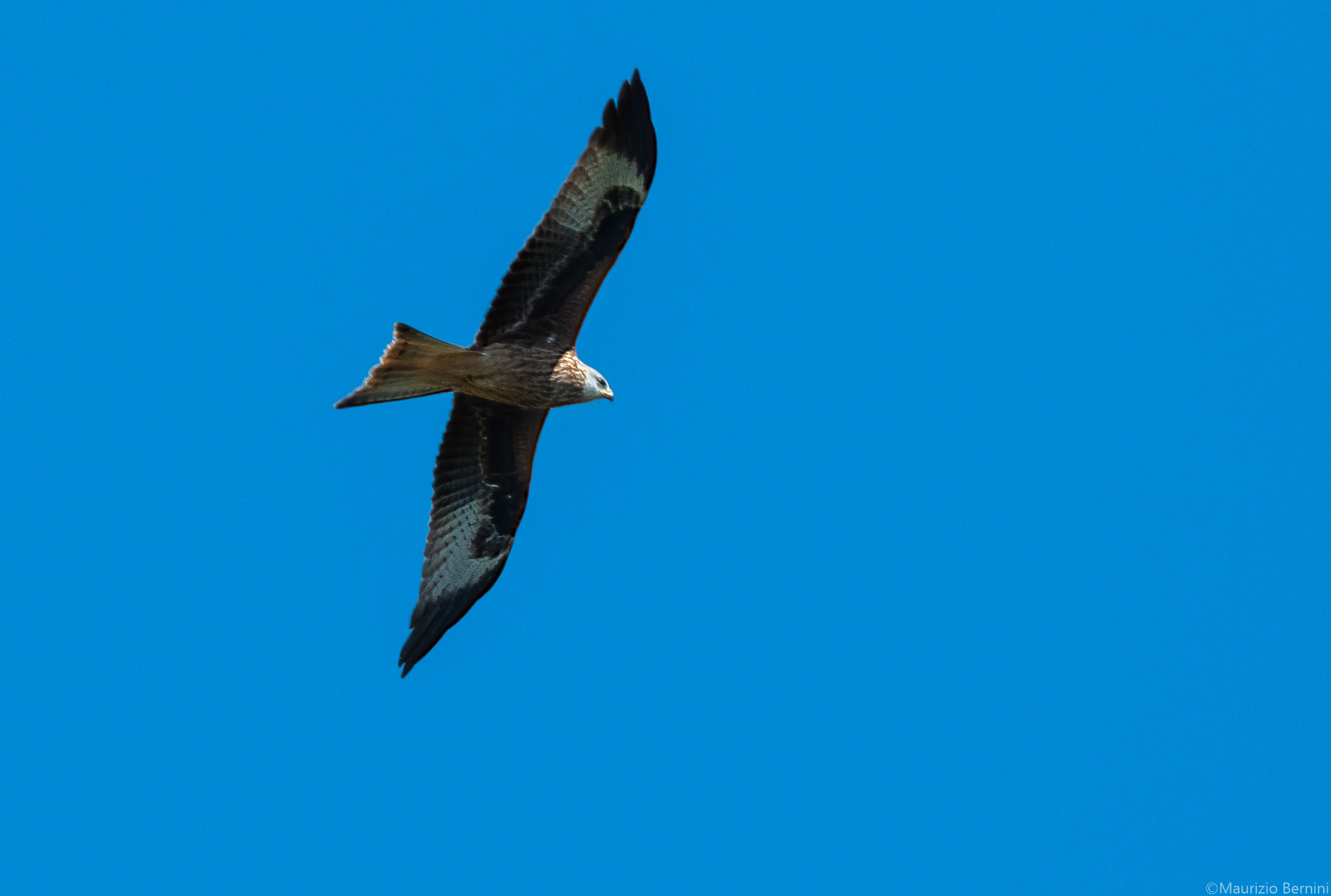 Red kite