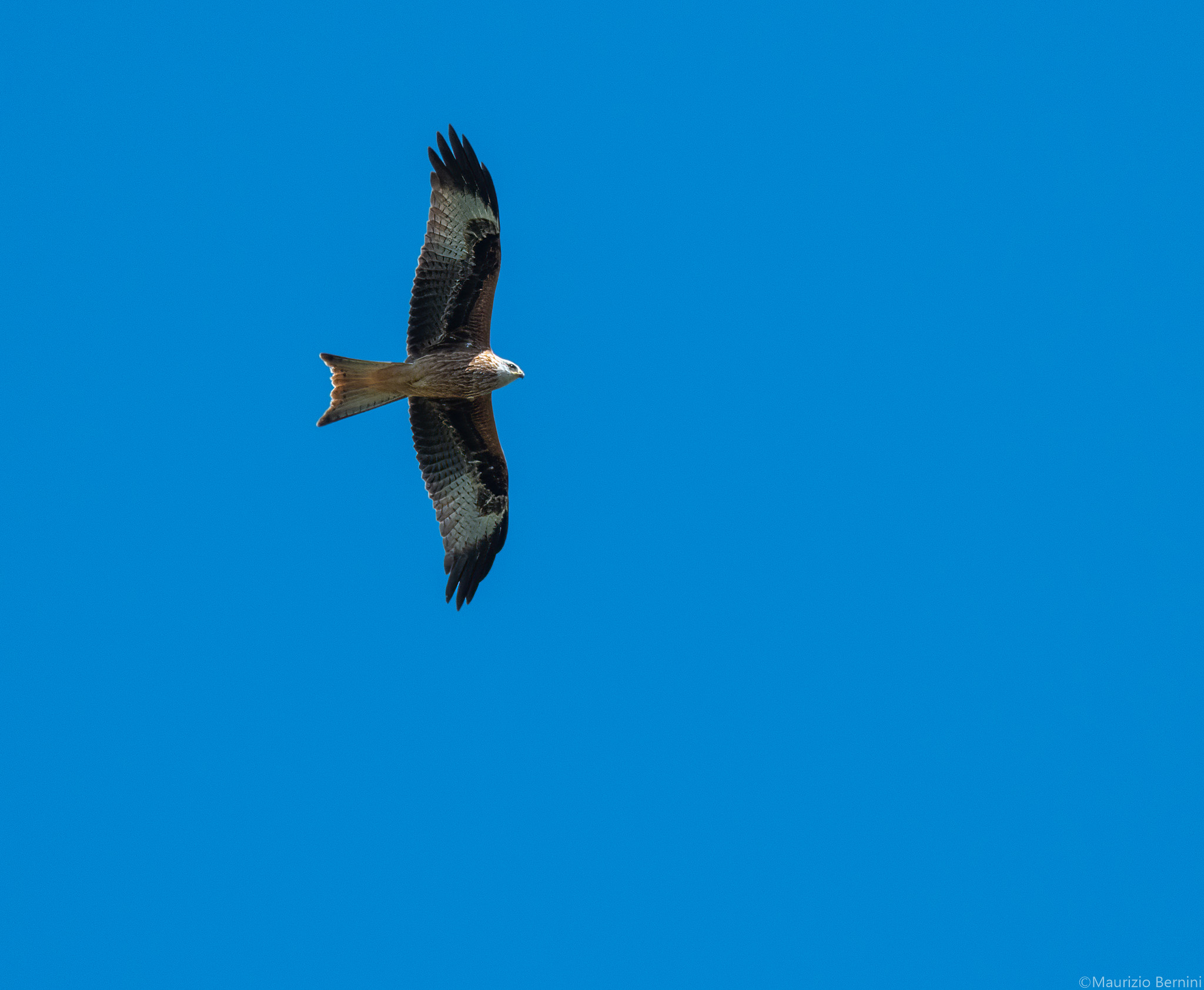 Red kite