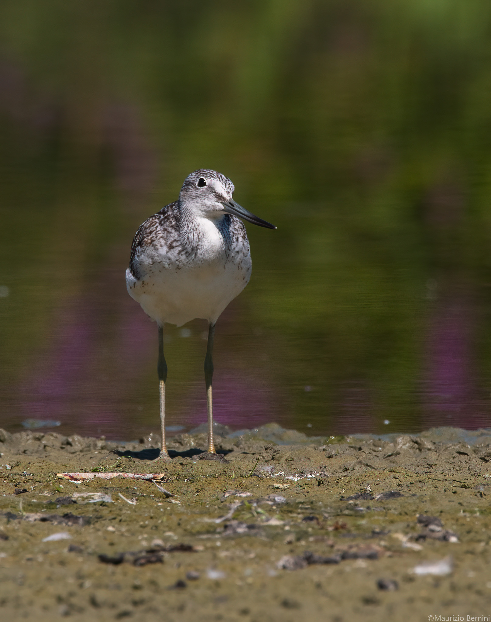Greenshank