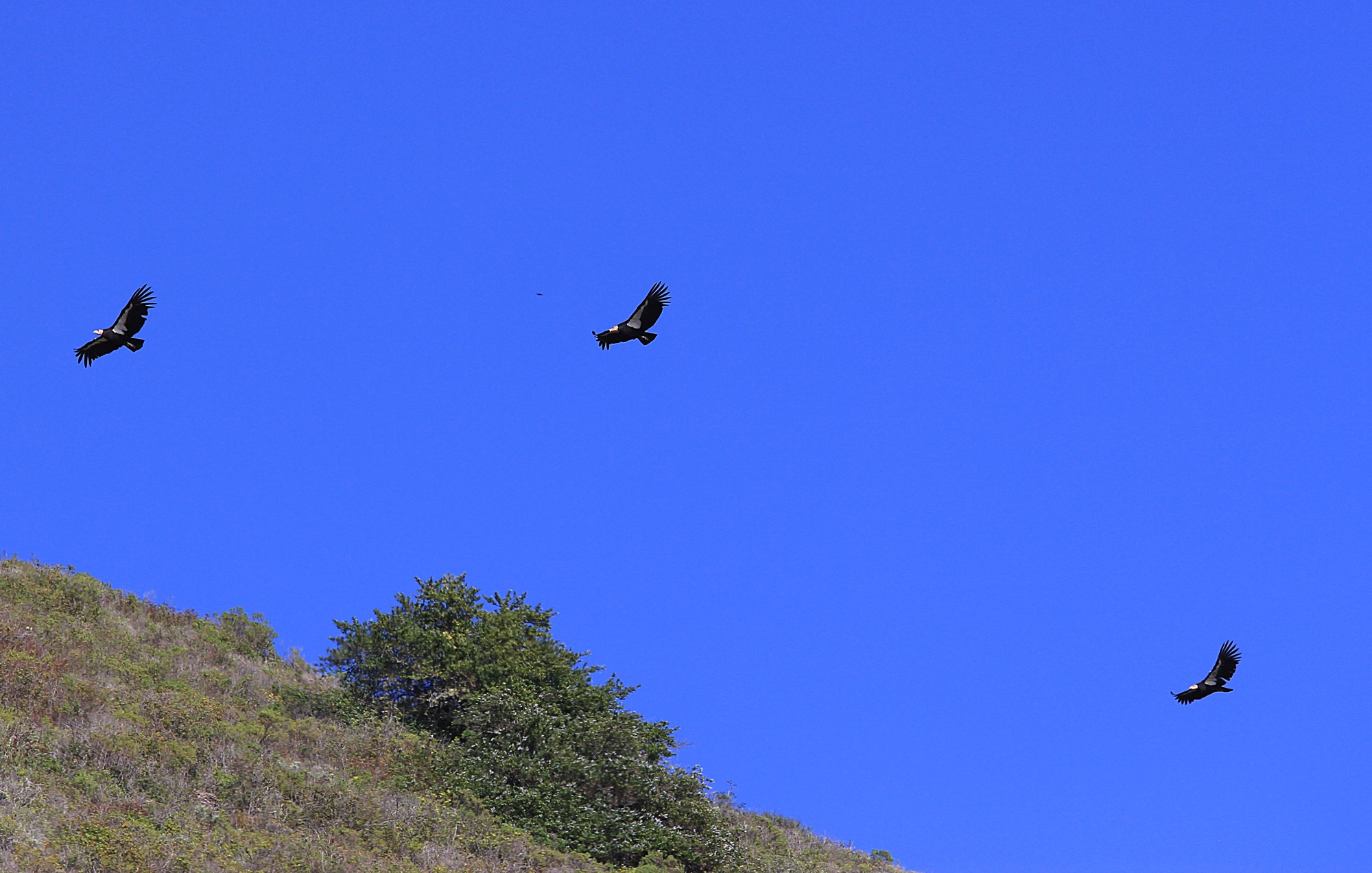 California Condor Patrol