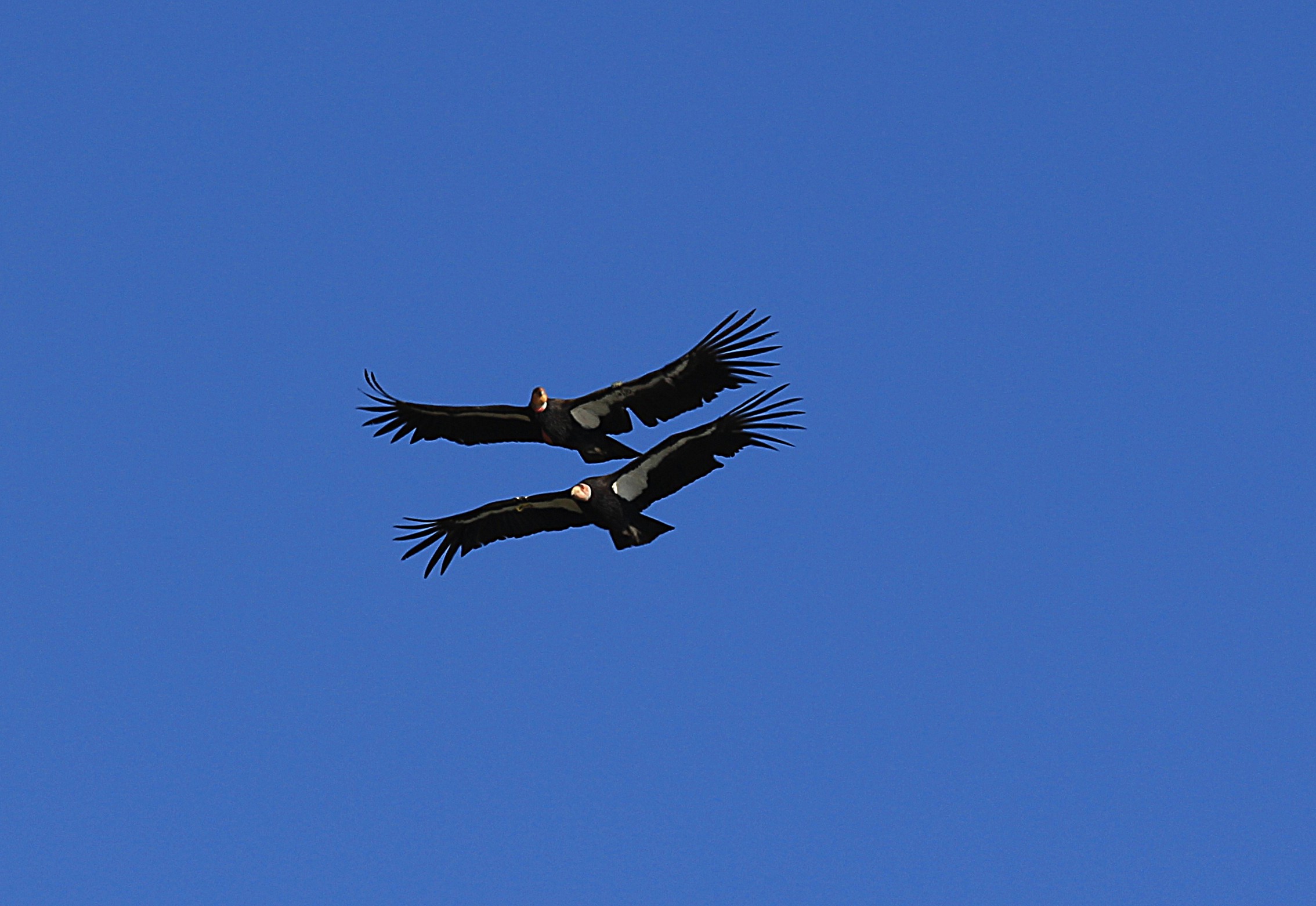 California Condors Pair