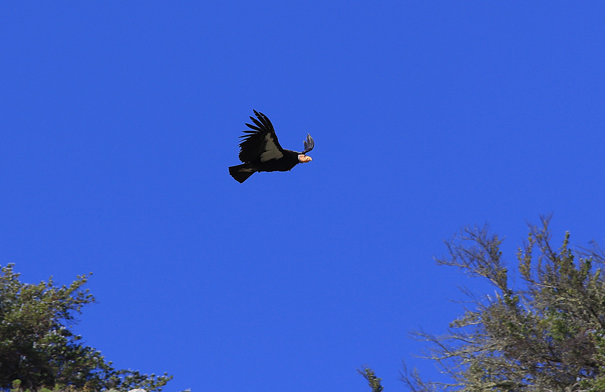 Condor della California di svolta
