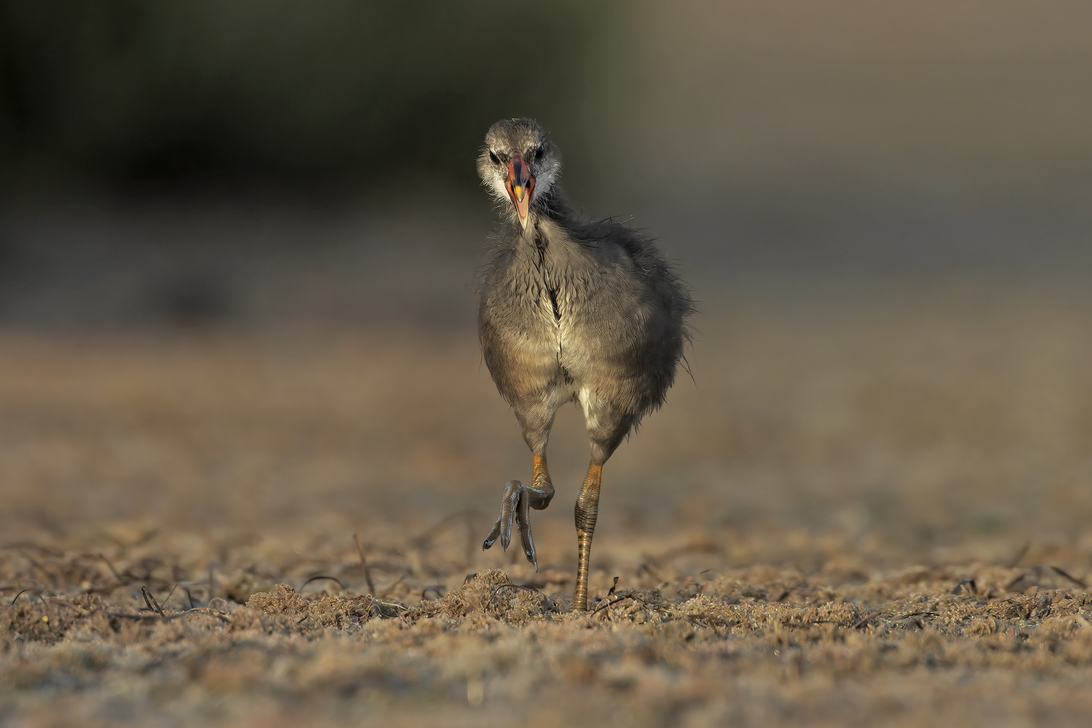 giovane gallinella a passeggio