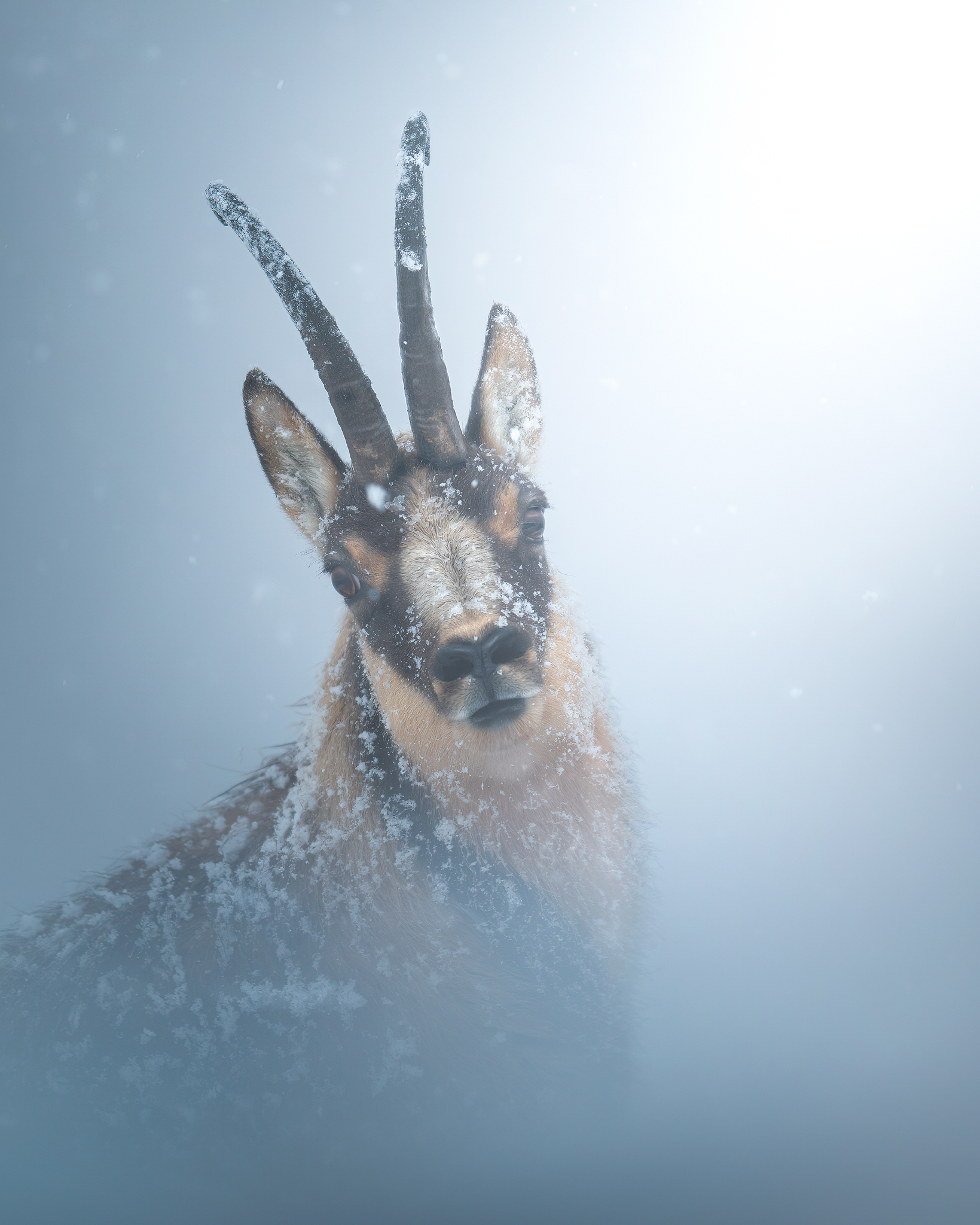 Nella bufera di neve