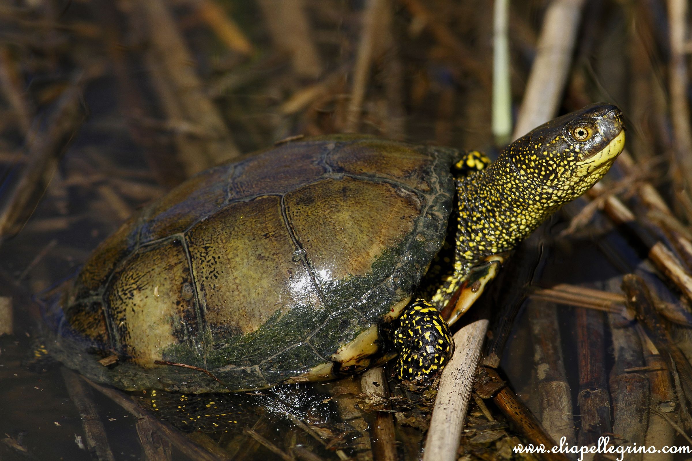 tartaruga prendisole