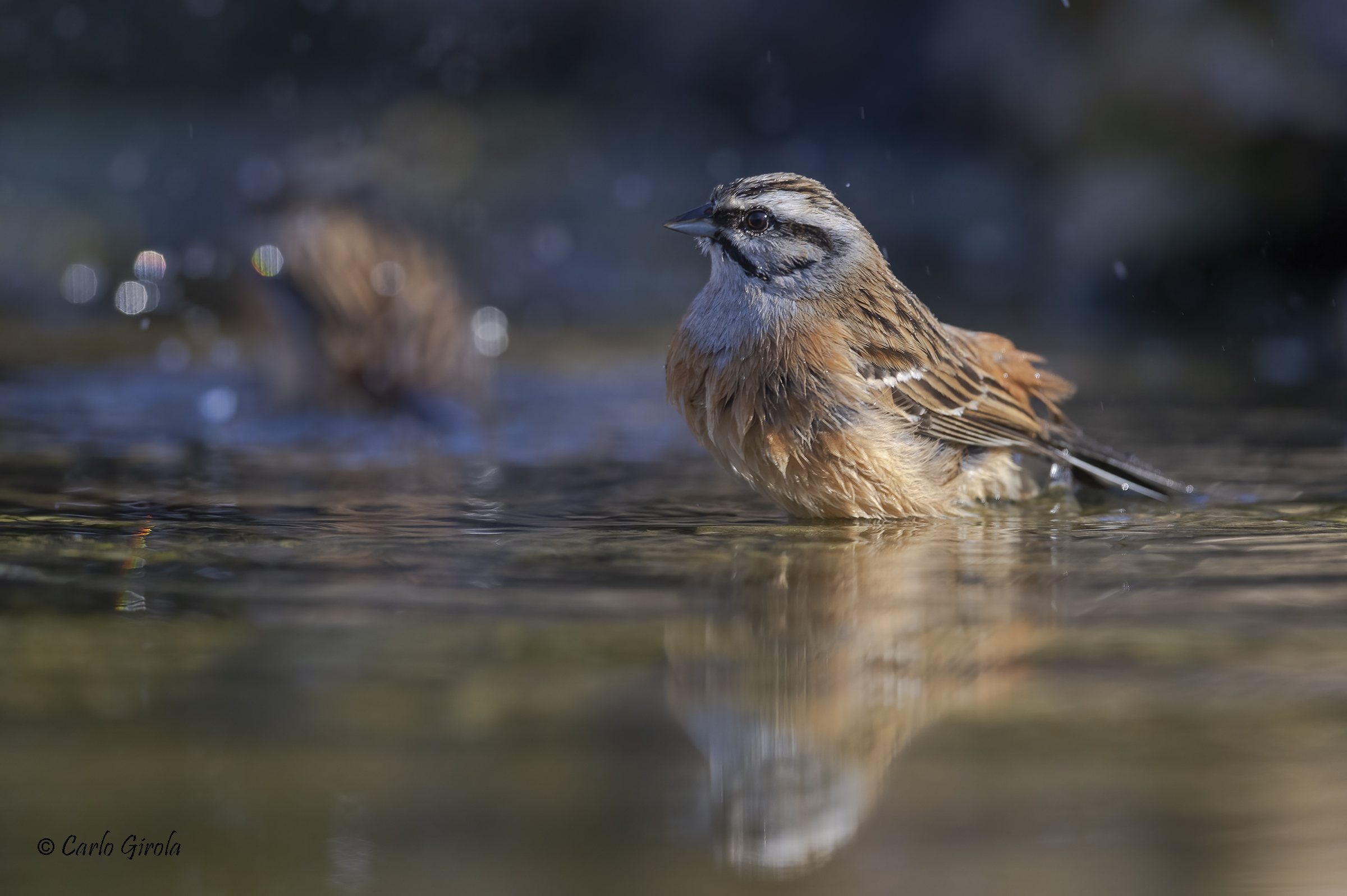Zigolo muciatto (Emberiza cia)