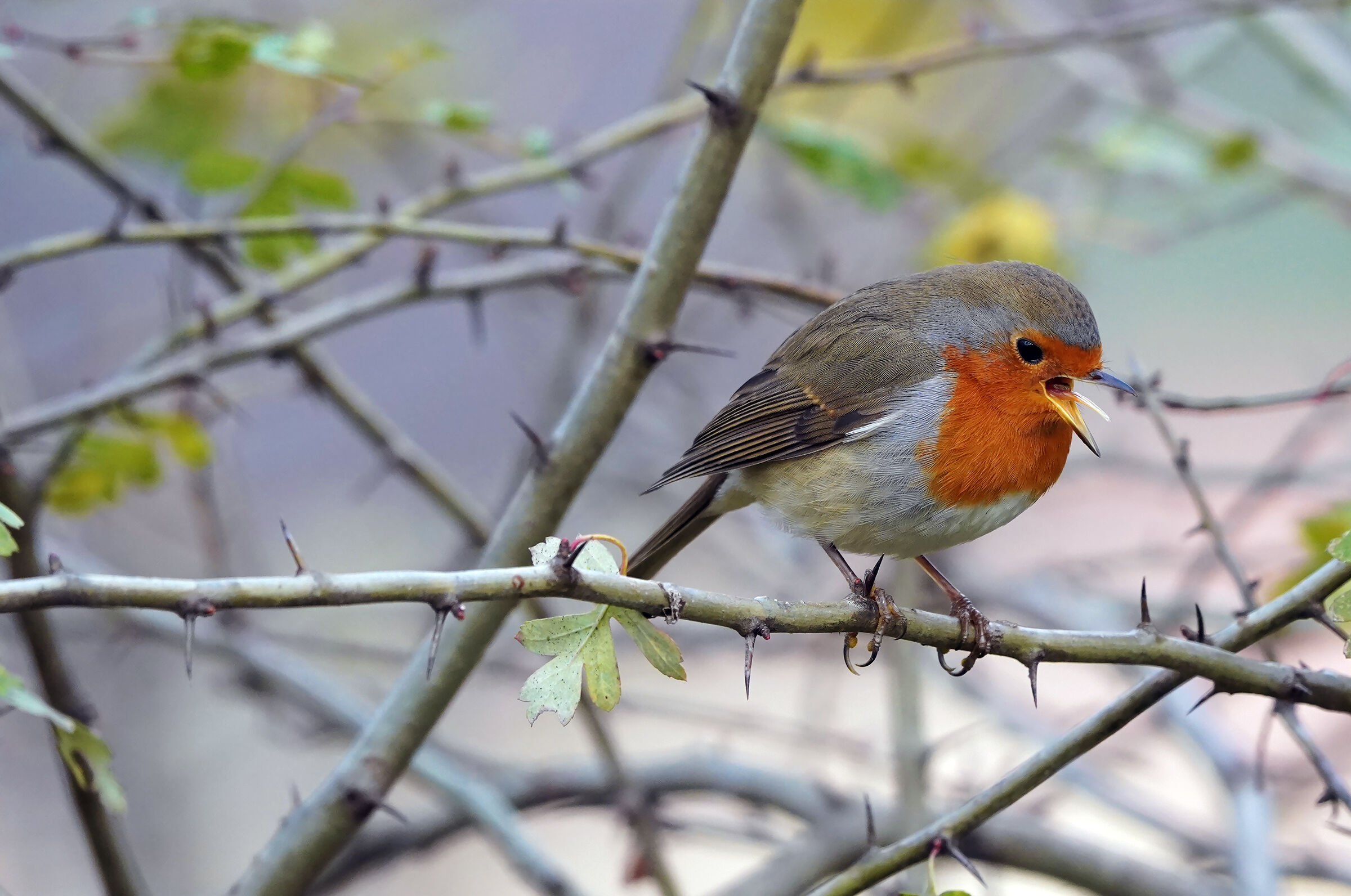 robin