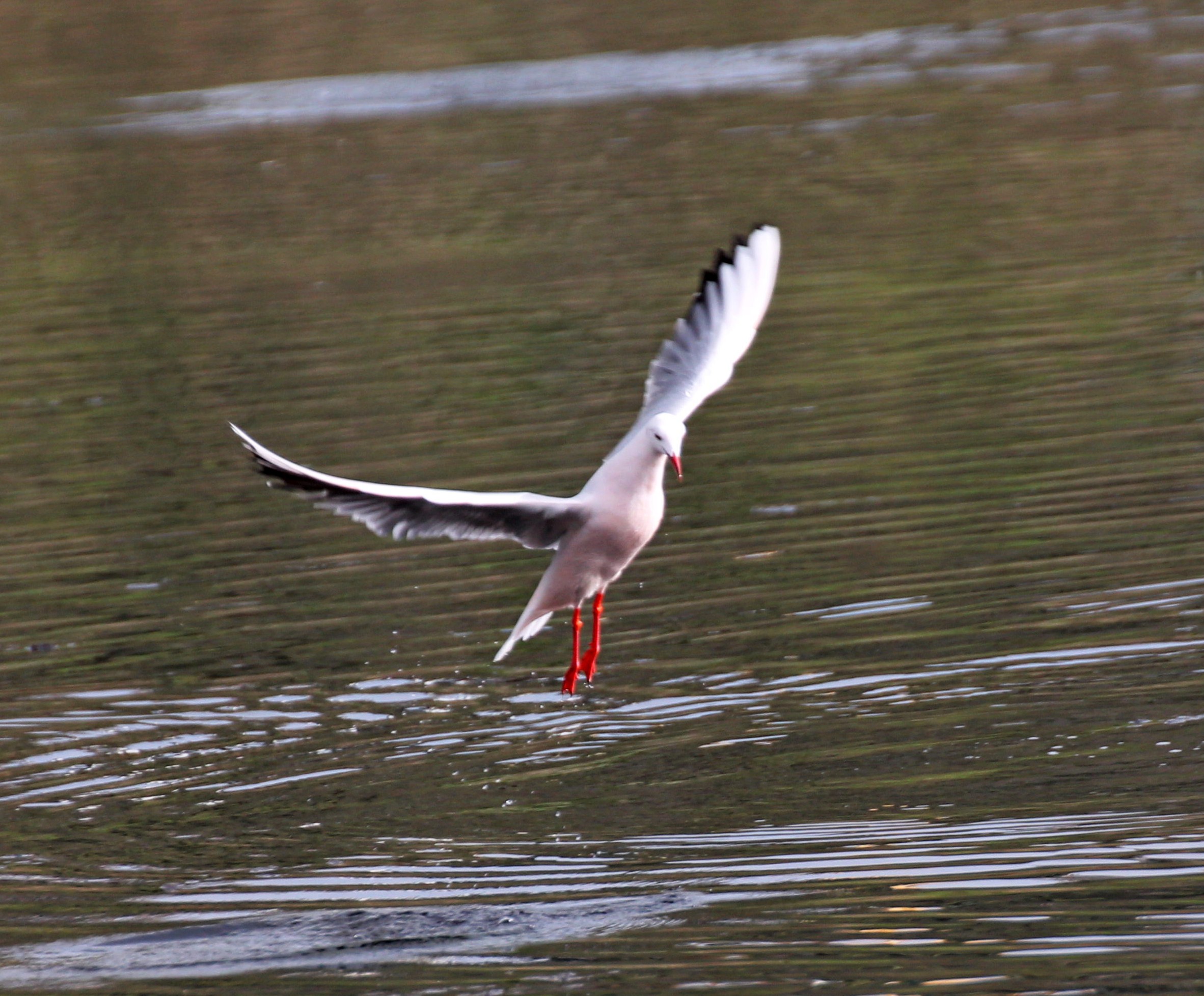 THE DANCE OF THE SEAGULL