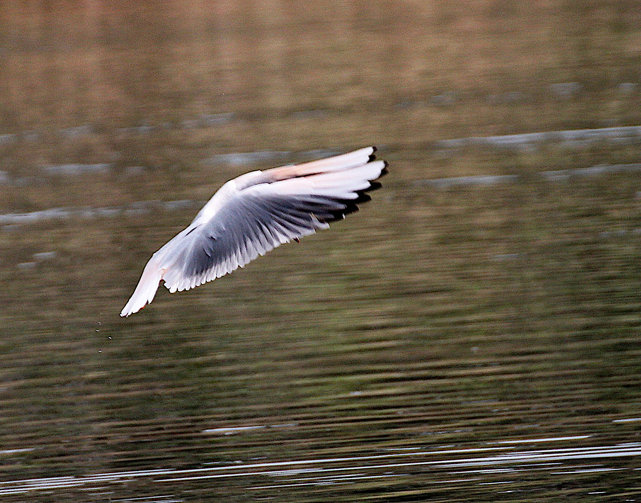 THE DANCE OF THE SEAGULL