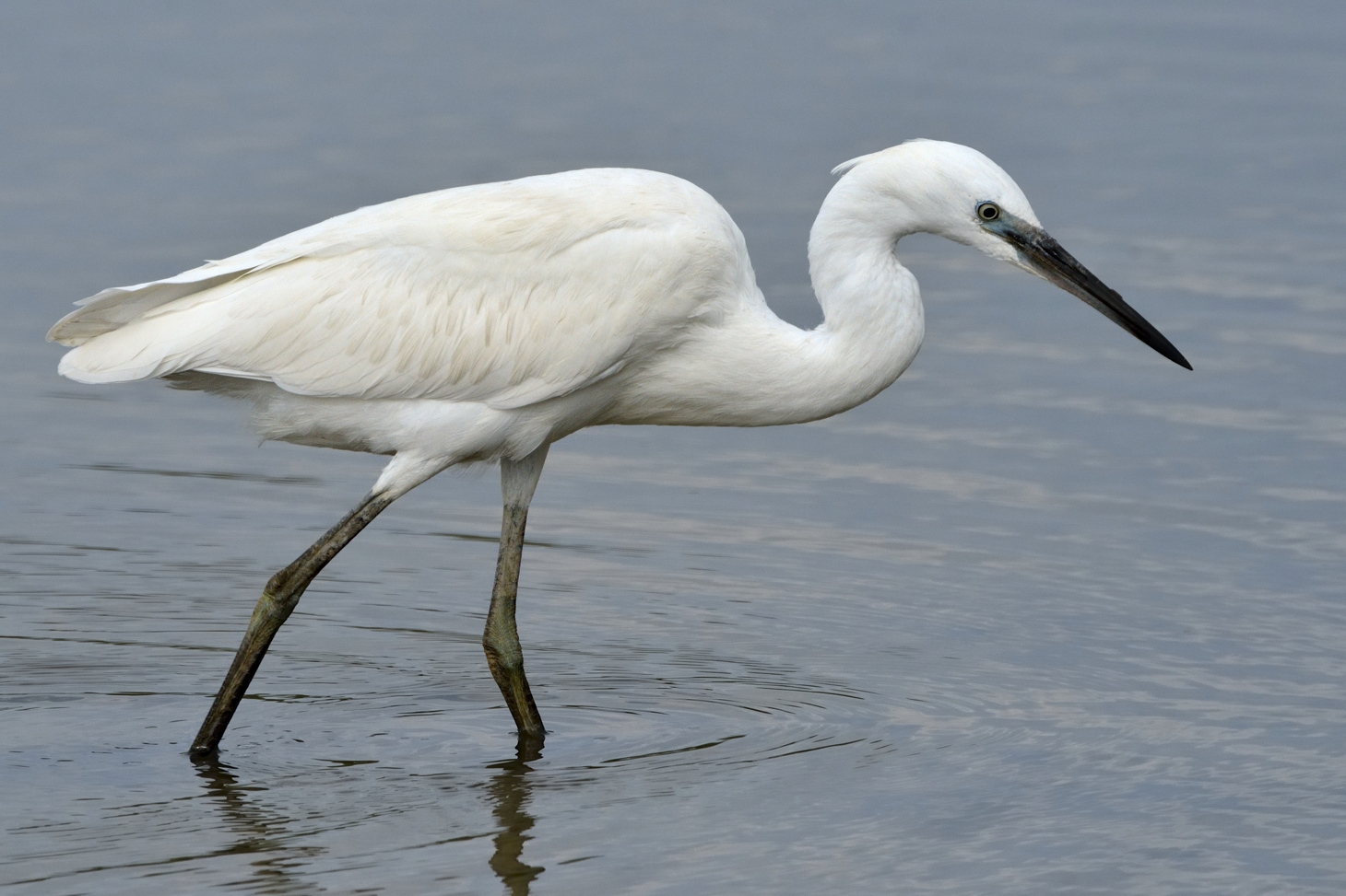 Egret