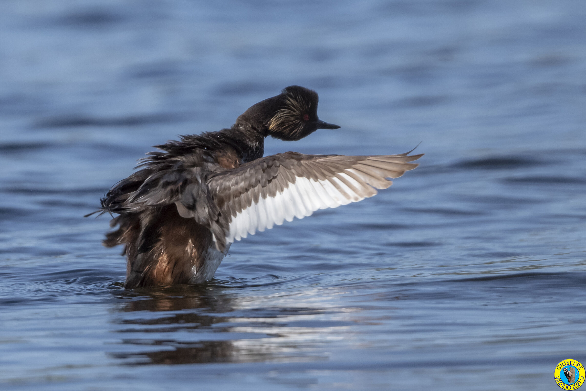 Svasso Piccolo o o Minore (Sardegna) 2021