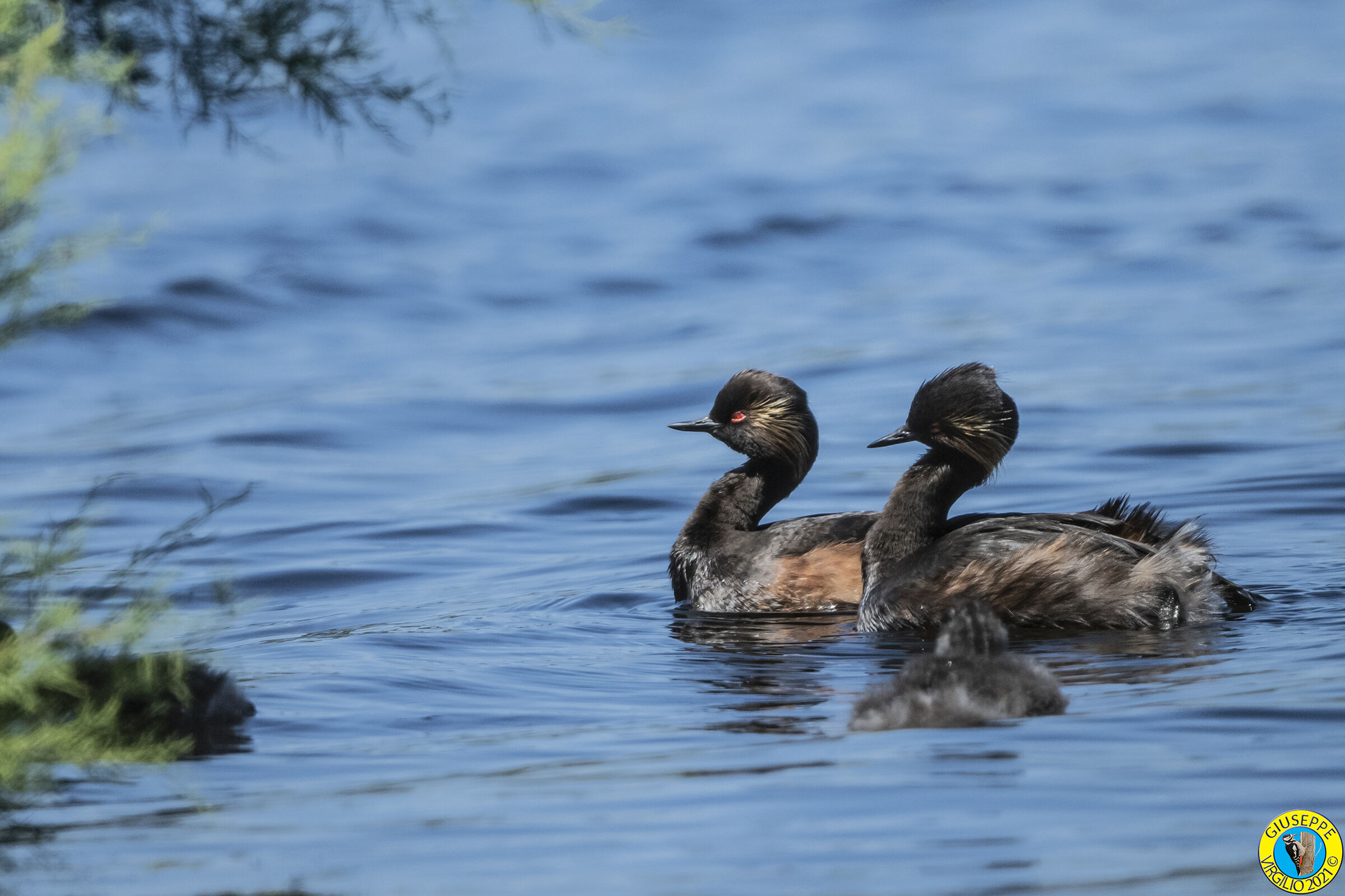 Svasso Piccolo o o Minore (Sardegna) 2021