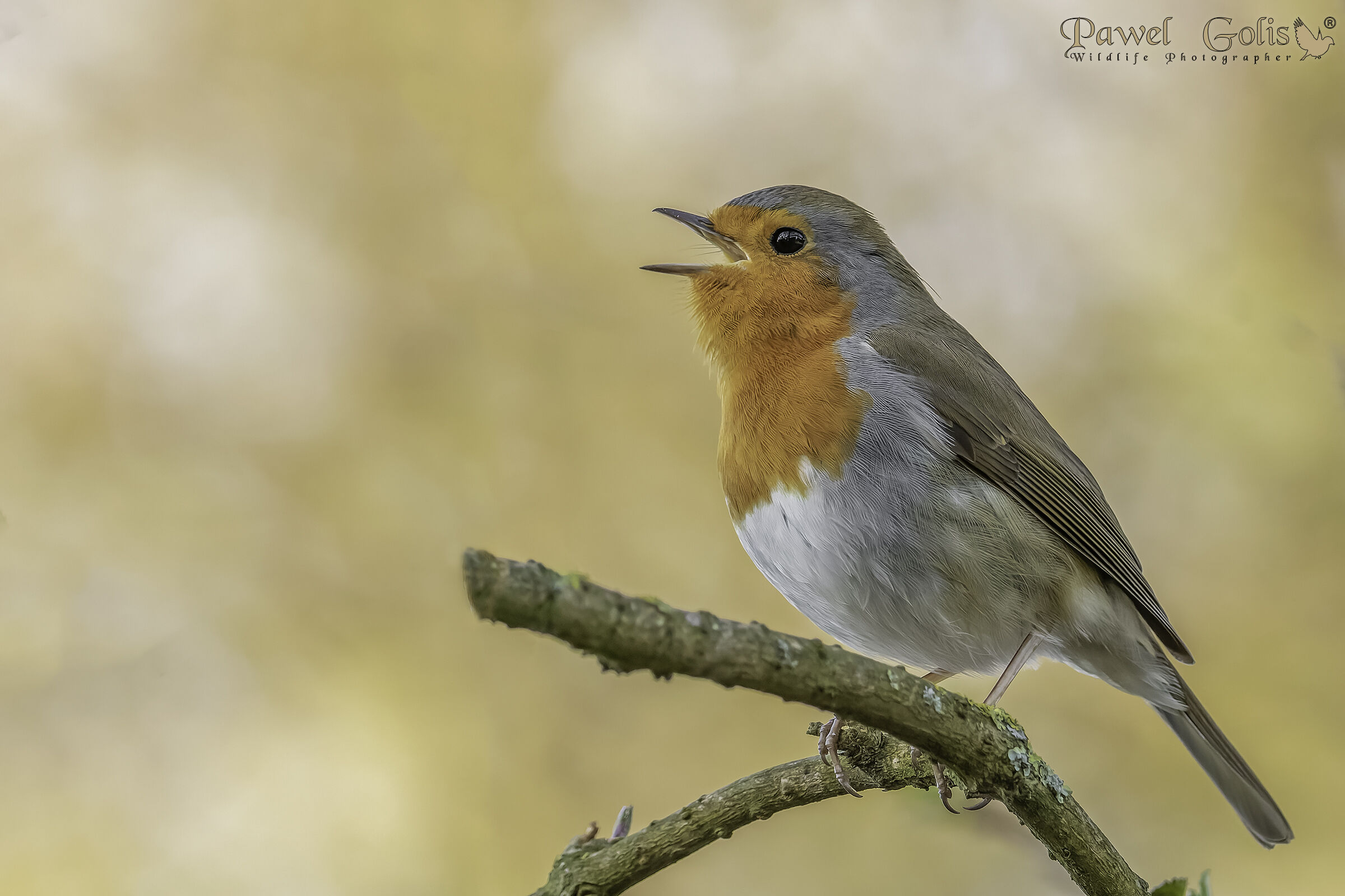 European robin (Erithacus rubecula)