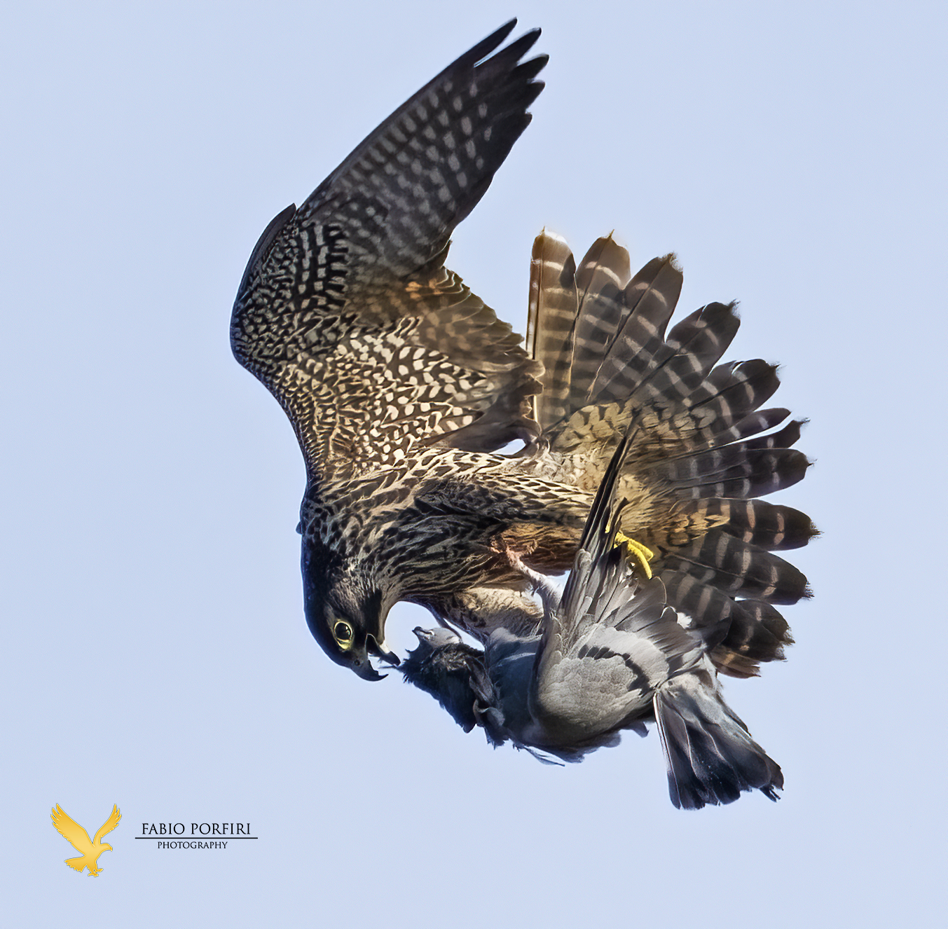 Sua maestà il falco pellegrino