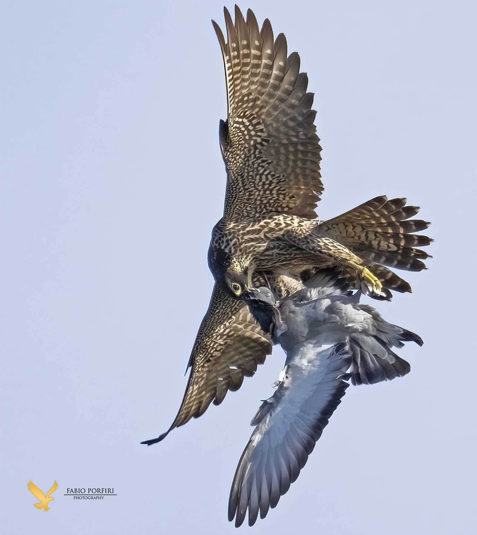 Sua maestà il falco pellegrino
