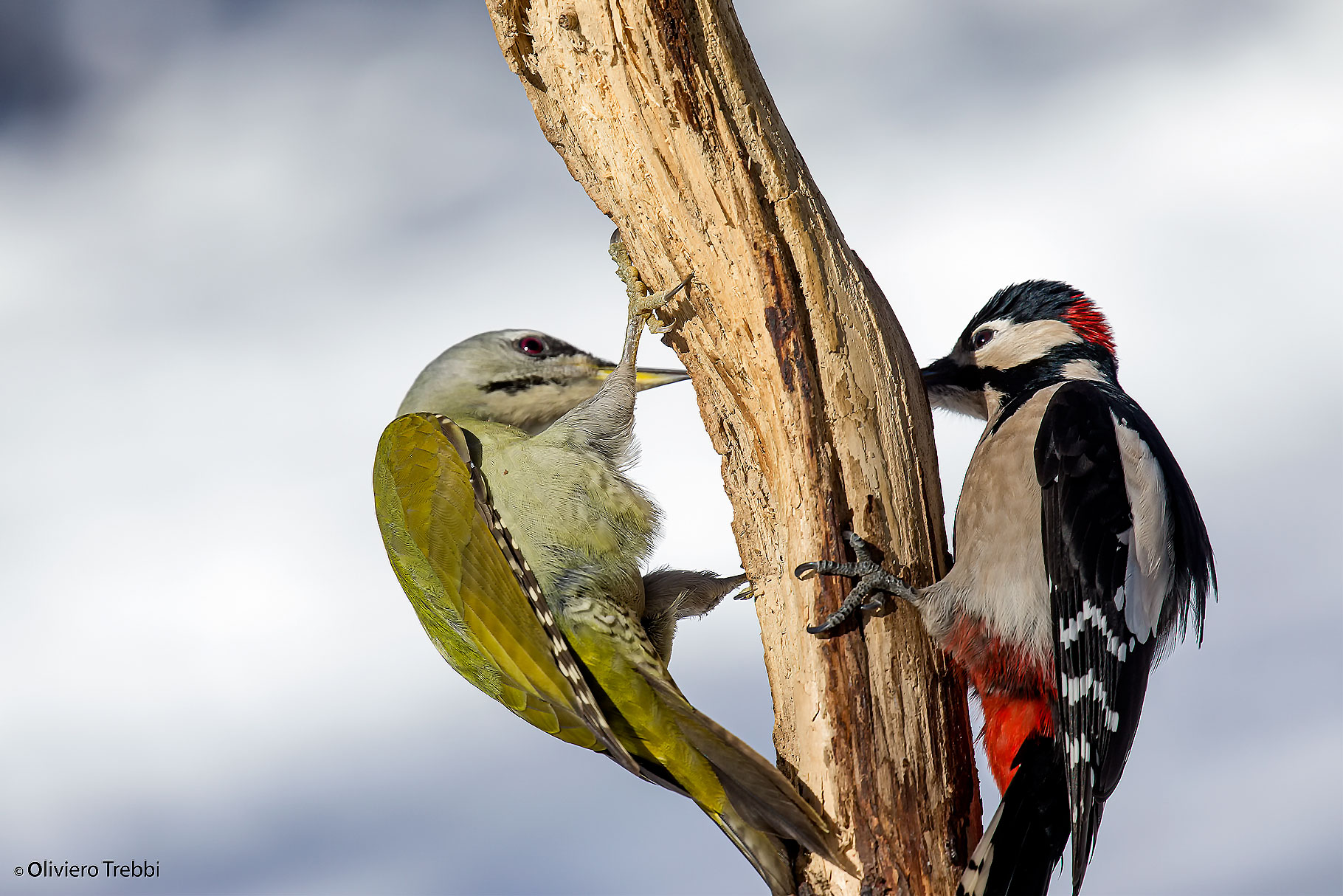 gray woodpecker and greater red woodpecker