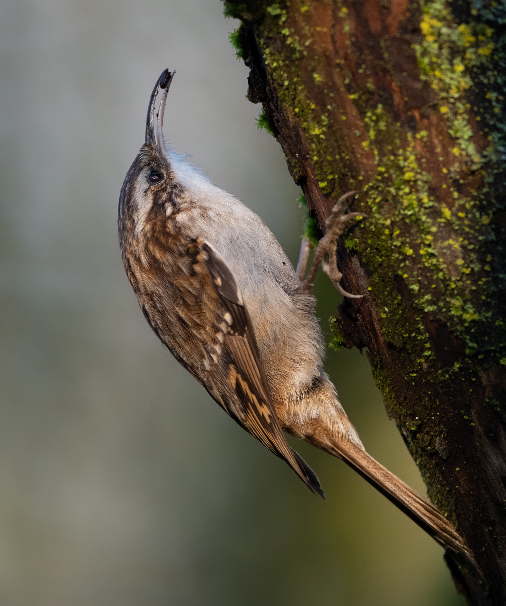 Rampichino non sta fermo un attimo
