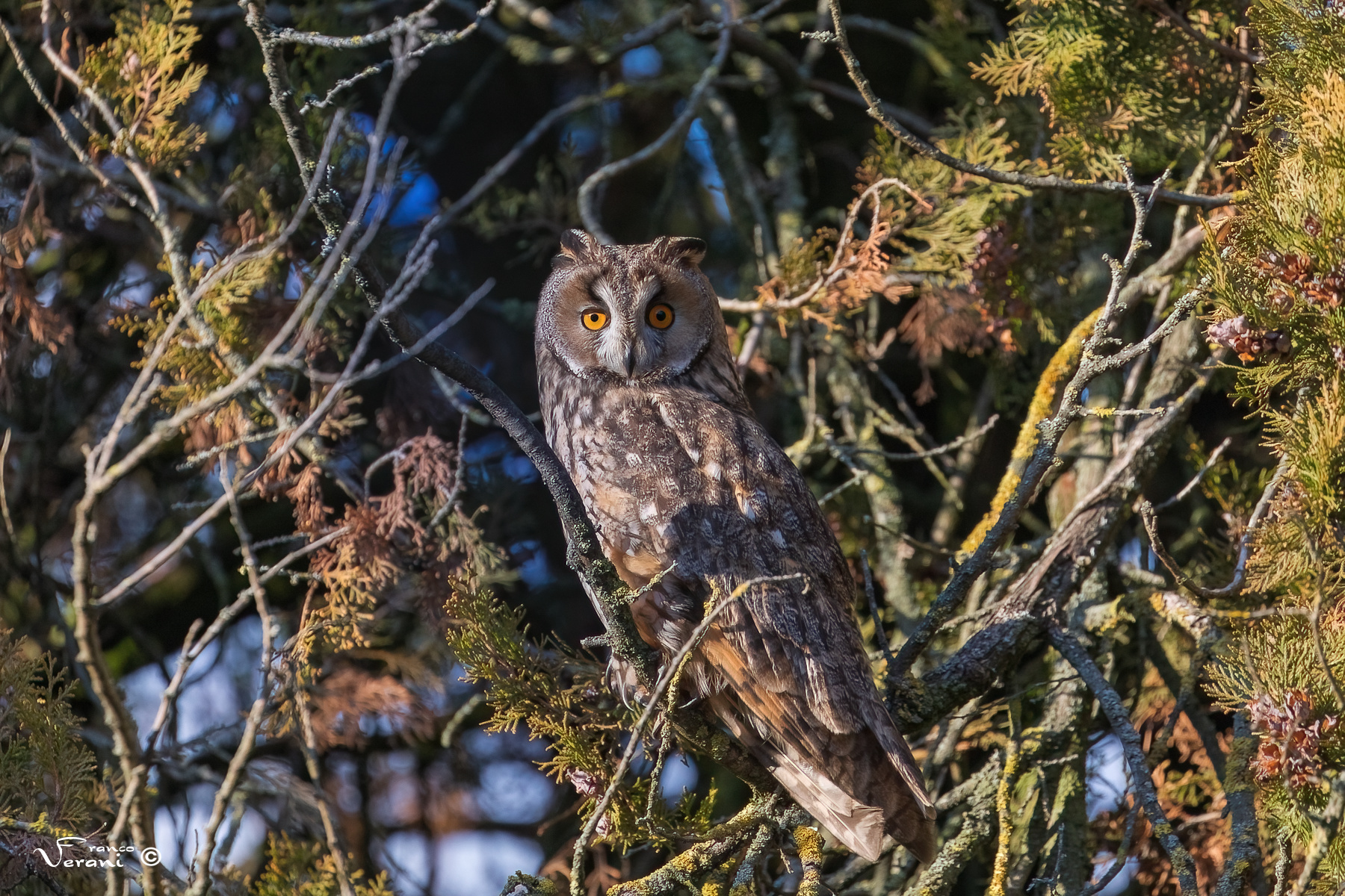 Long-eared owl