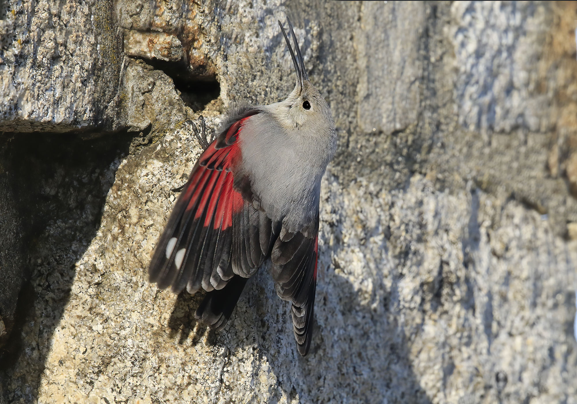 l'inverno del picchio muraiolo