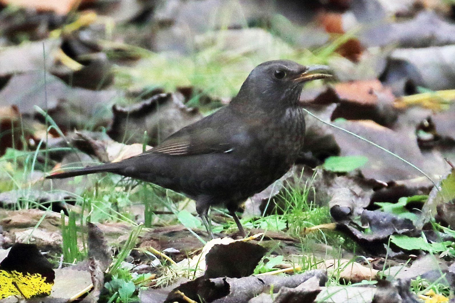 blackbird