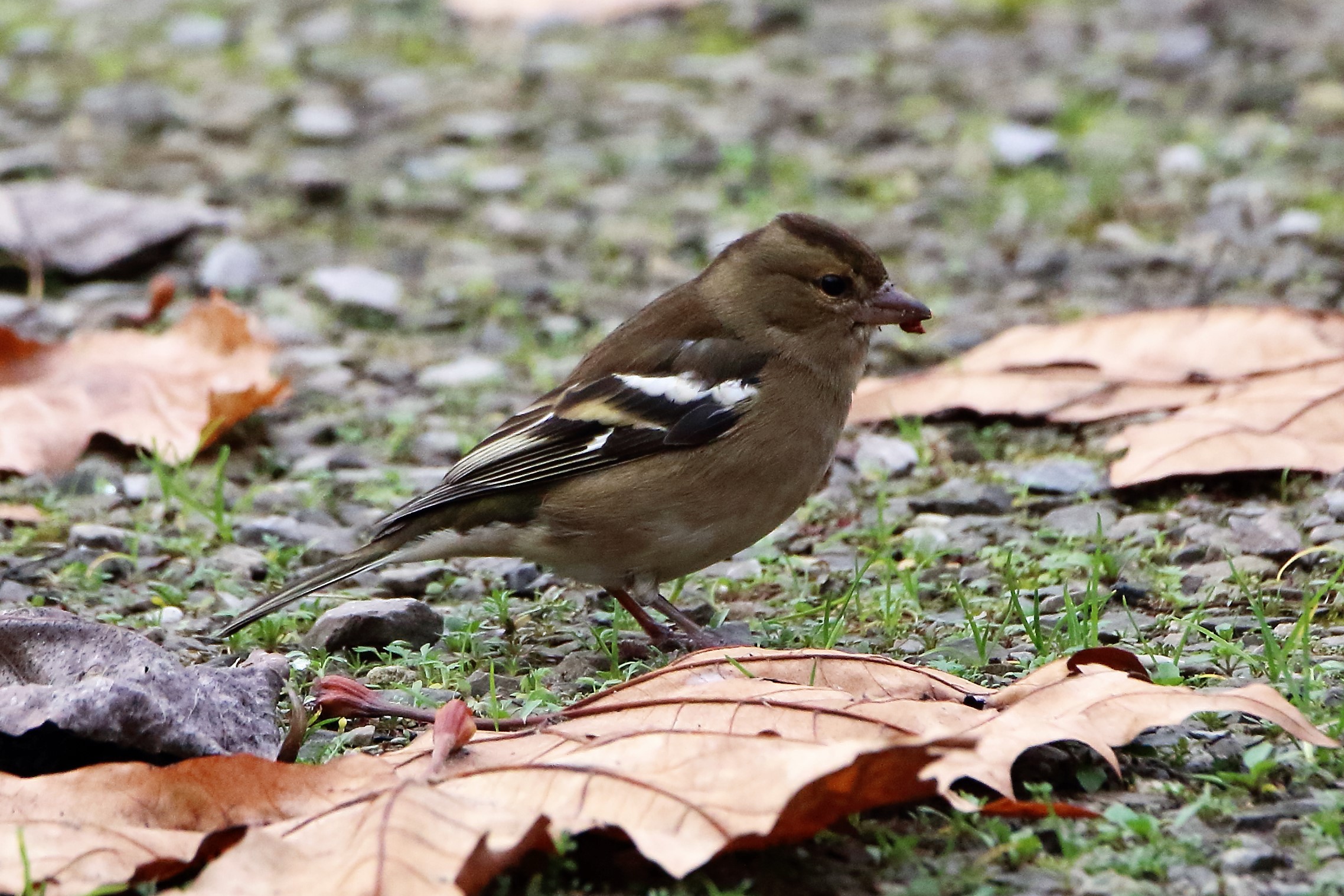 Chaffinch