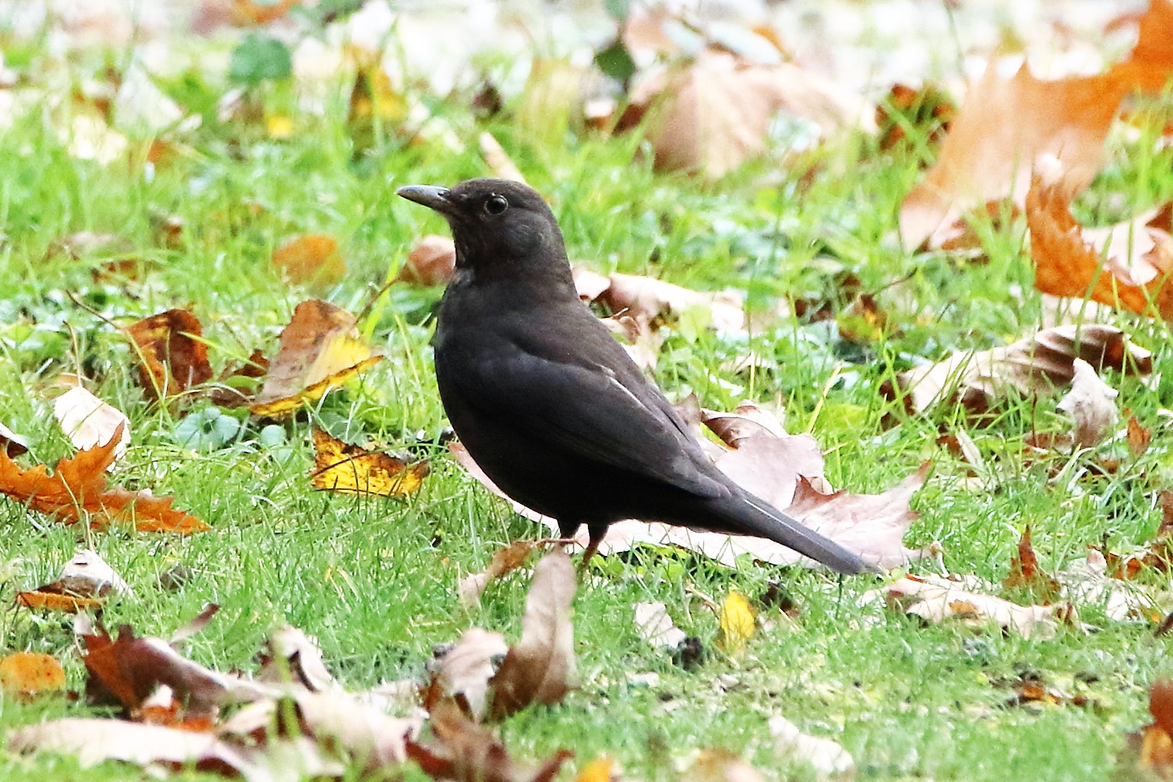 blackbird