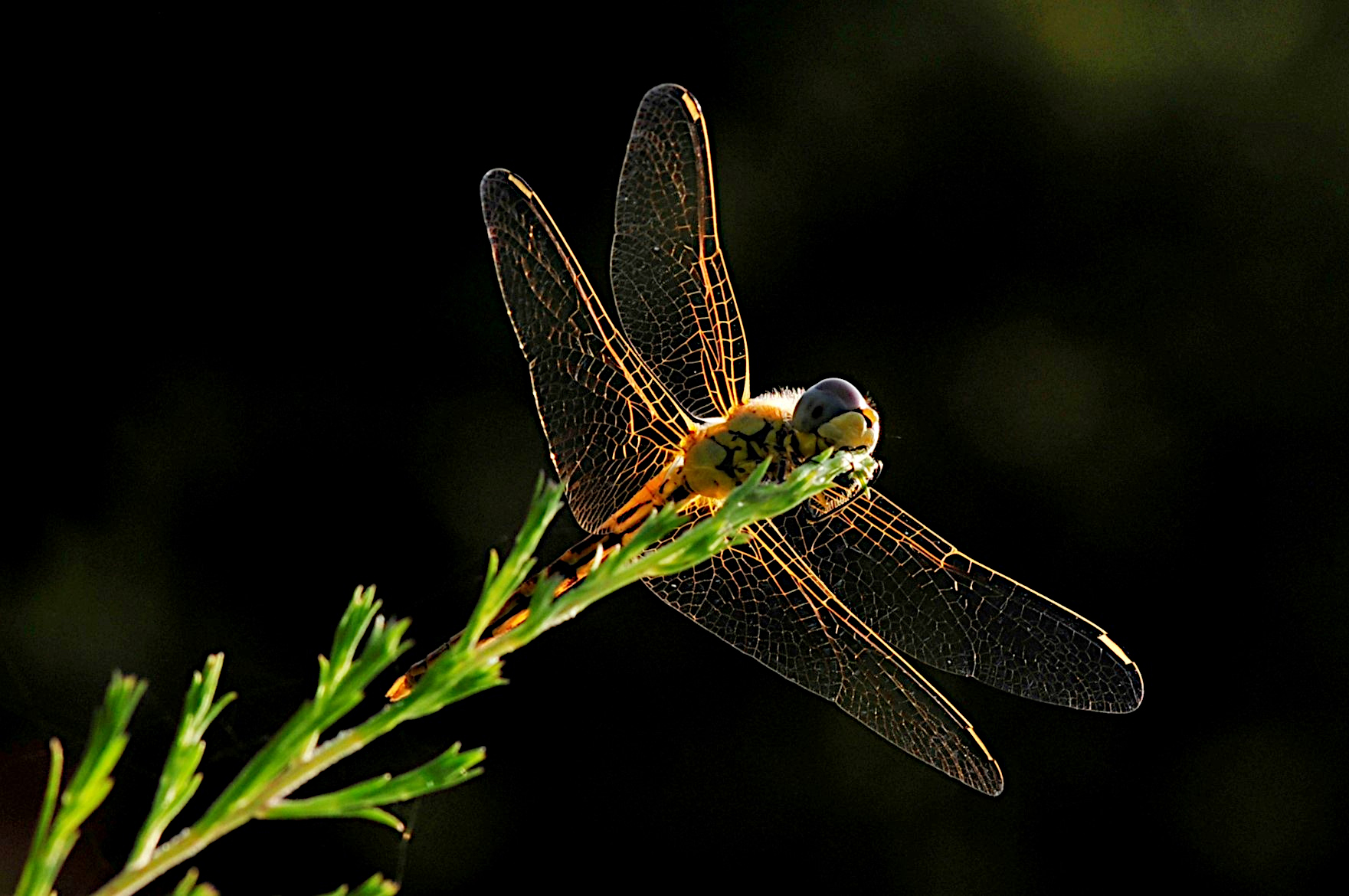 La libellula