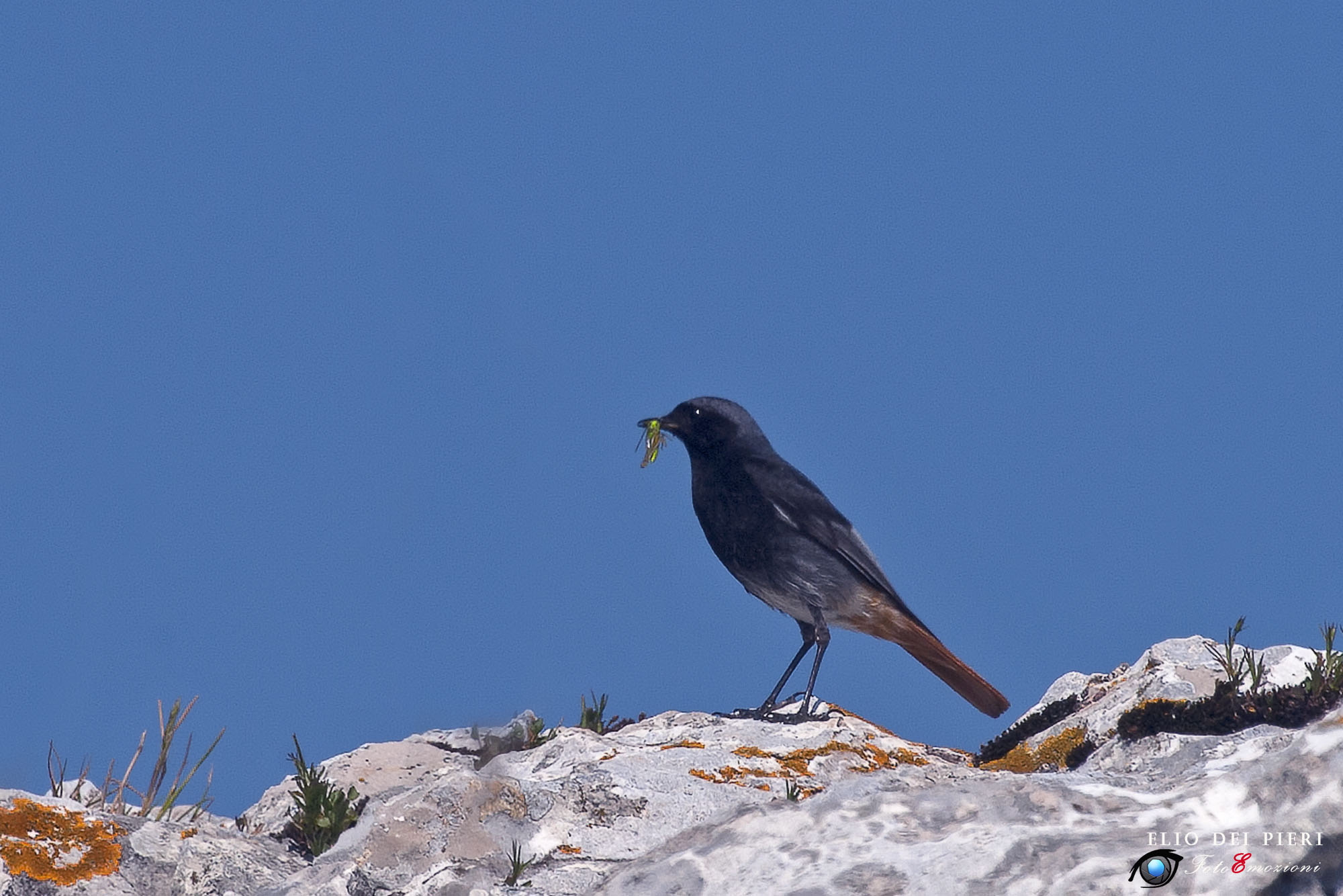 Codirosso spazzacamino