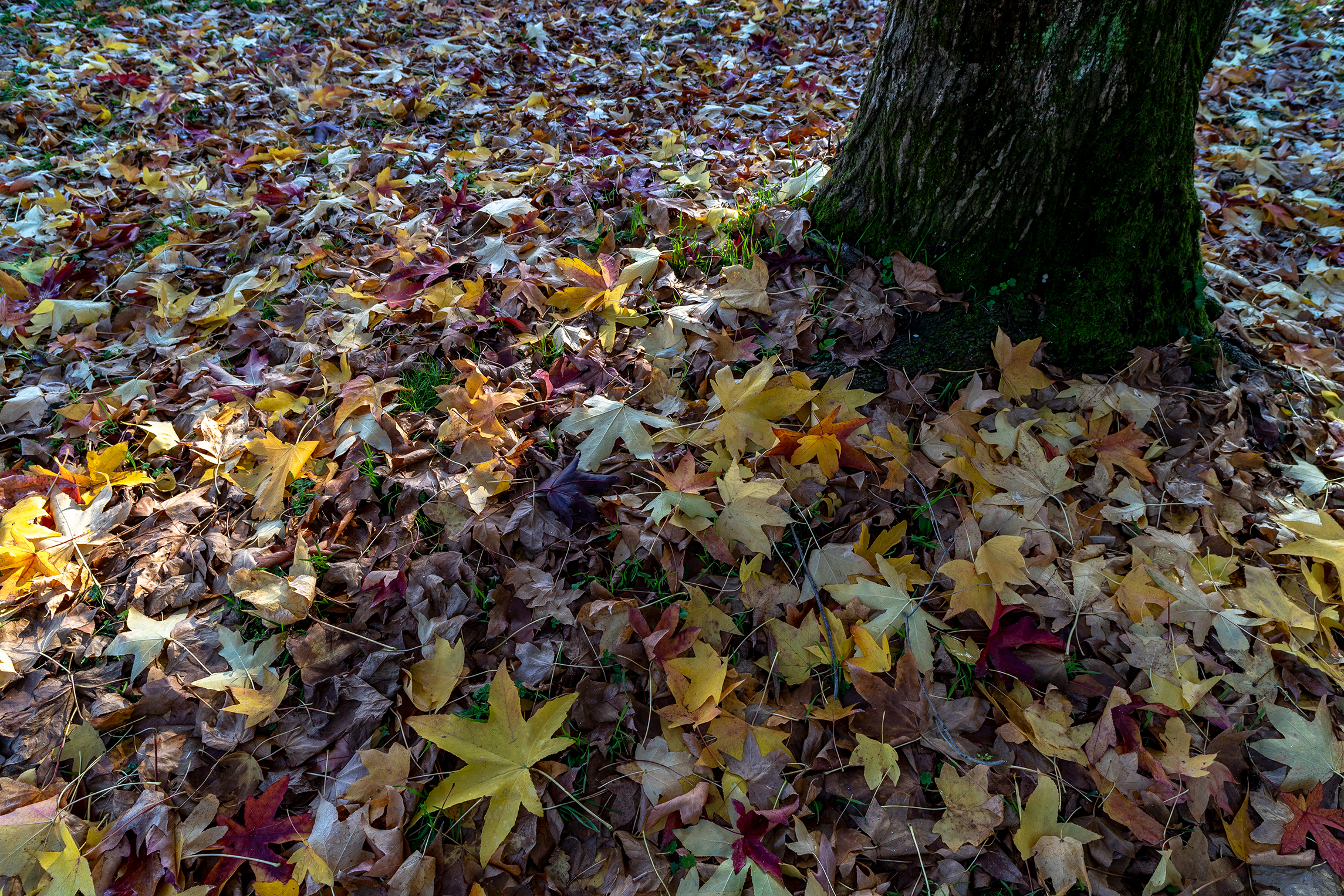 In the autumn forest