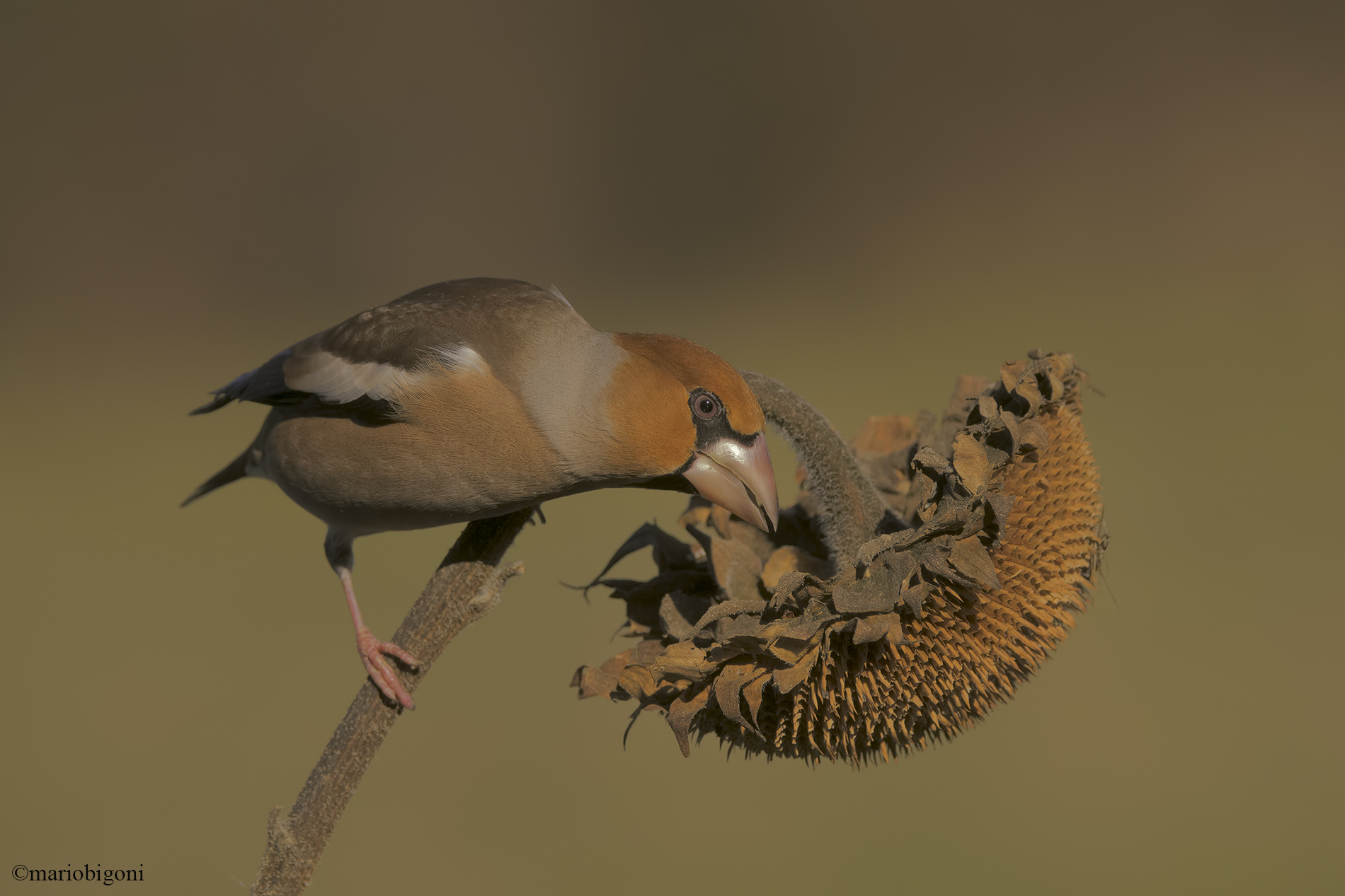Hawfinch