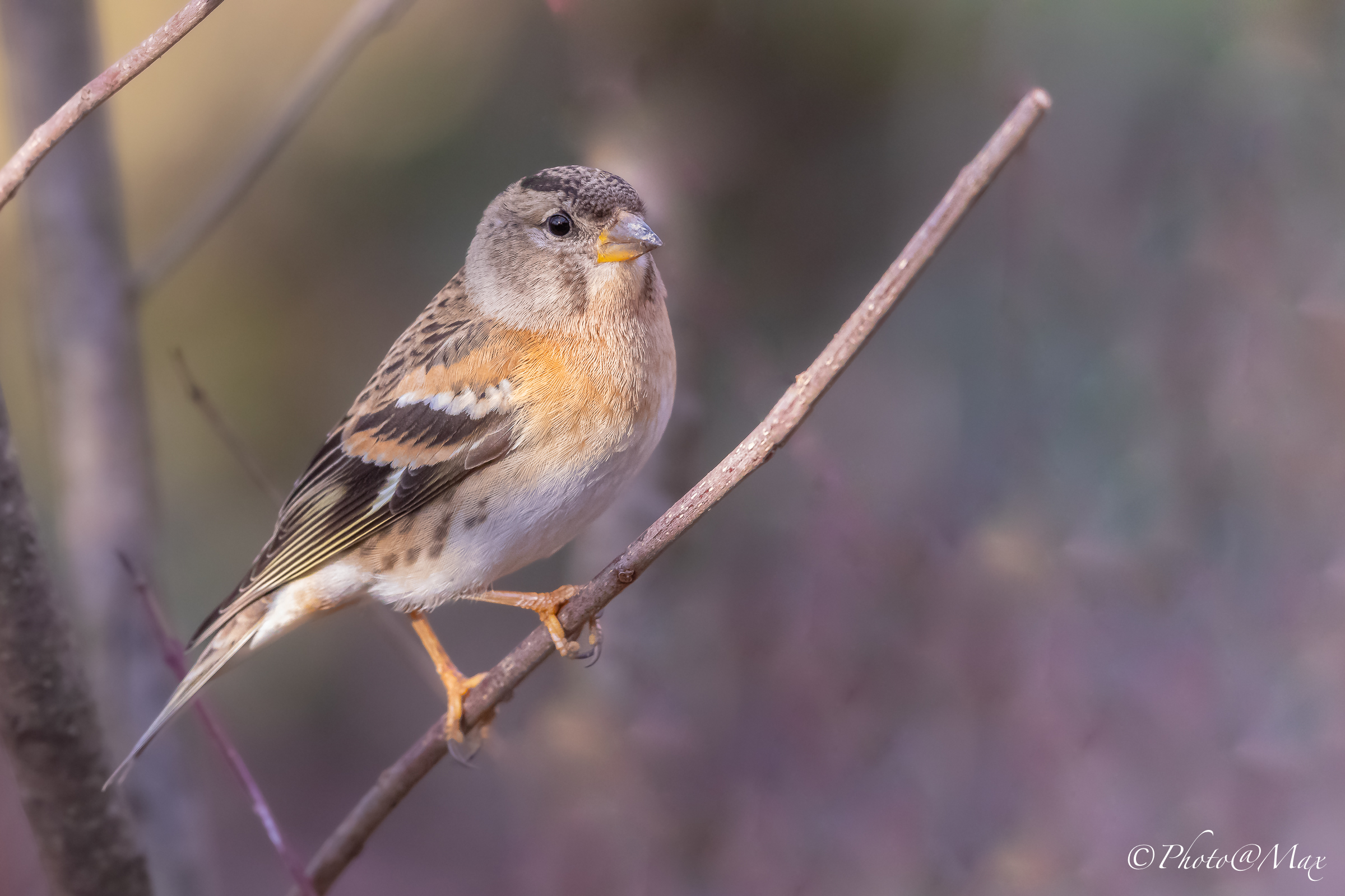 Brambling