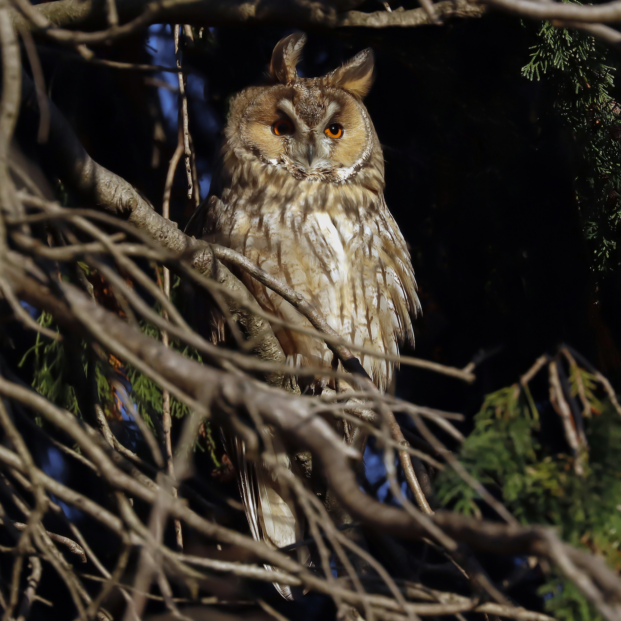 Long-eared owl